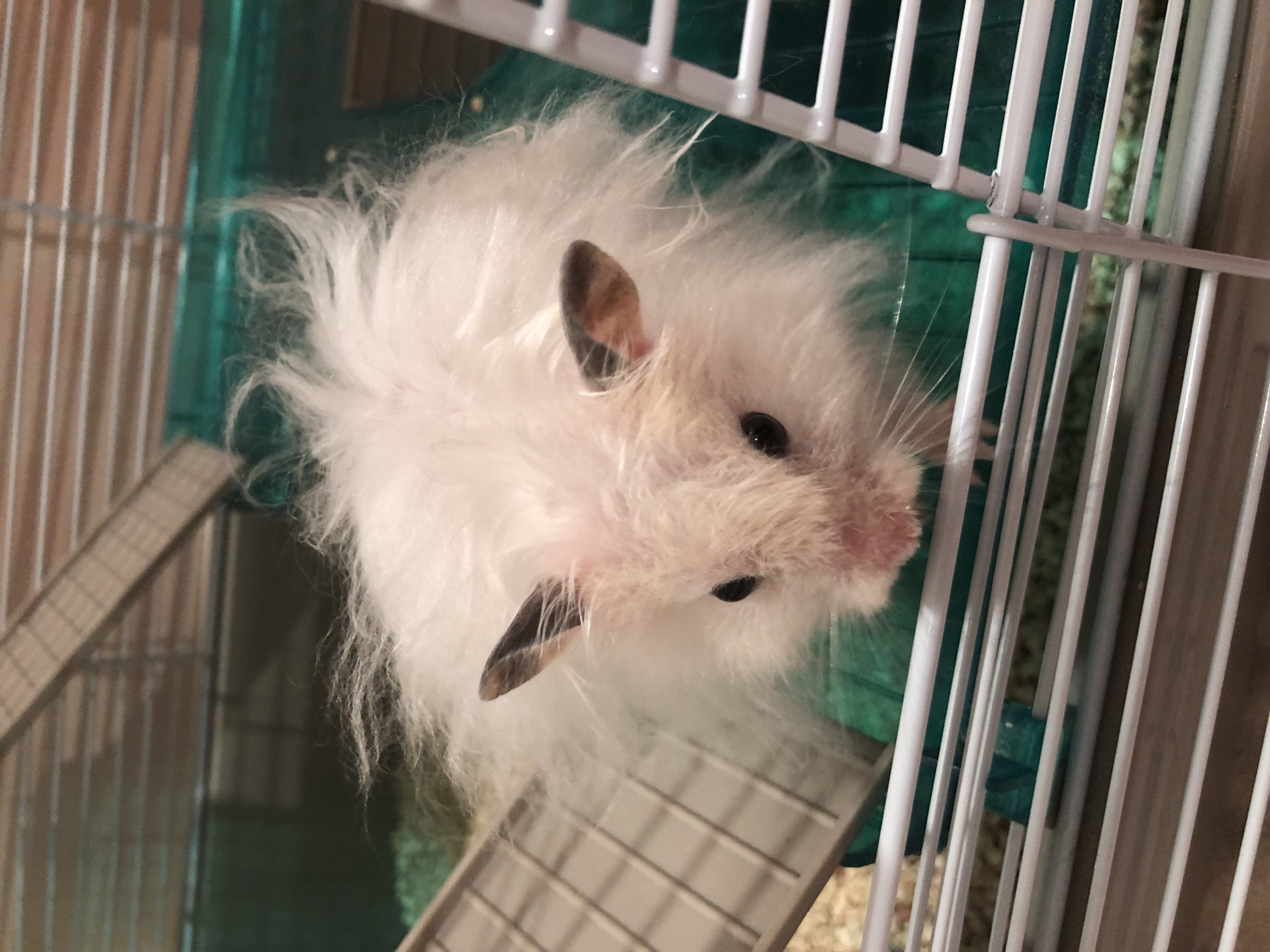 A fluffy white hamster with dark eyes and dark-tipped ears is visible inside a multi-level plastic and wire cage. The hamster appears to be peeking out from behind a green plastic structure, with its fur appearing somewhat disheveled. The cage has white plastic bars in the foreground, and a brown wooden ramp-like structure can be seen in the upper left portion of the image. The background is blurred but suggests the interior of a room. The image does not contain any information about the city of Solikamsk, Russia.