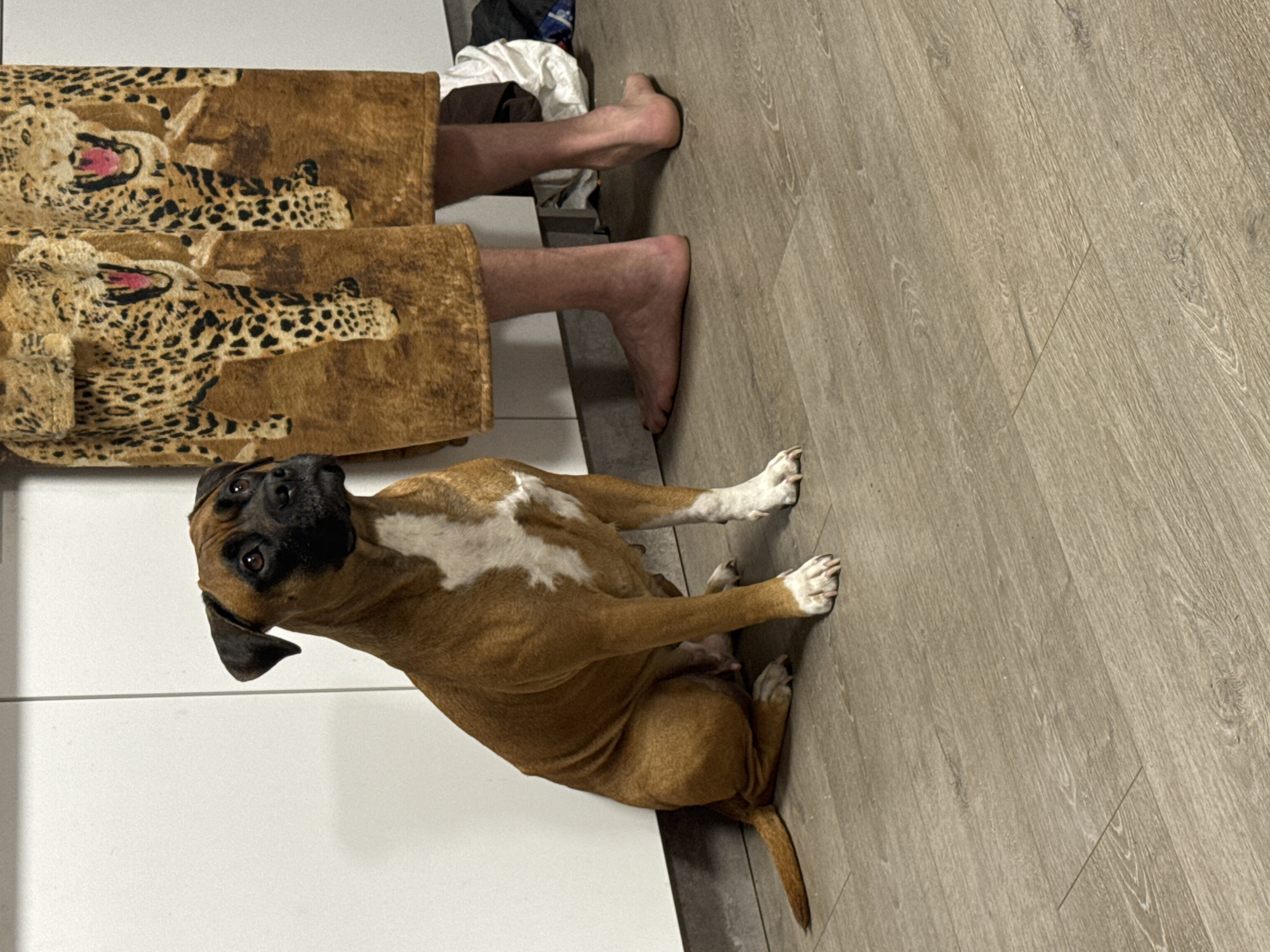 A brown Boxer dog with white markings on its chest sits on a light brown wood-look floor next to a person wearing an animal print robe. The person's bare feet are visible protruding from the robe. A white cabinet is partially visible to the left. The dog is looking up and to the left. The scene appears to be indoors. No evidence indicates the location is Chaikovsky, Russia.