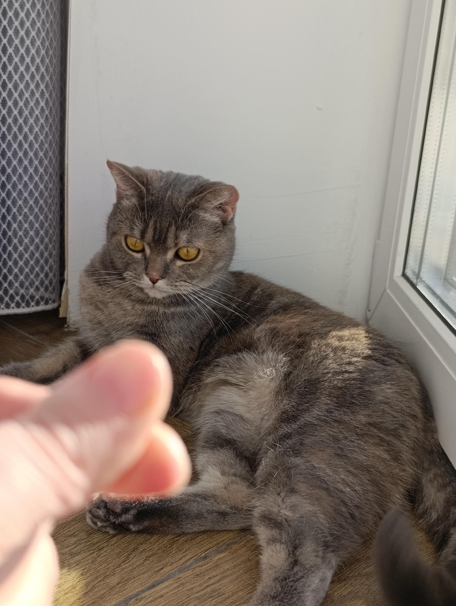 A grey, short-haired cat with yellow eyes is lying on a light brown wooden floor. The cat is positioned between a white wall and a window with a white frame. A grey mesh screen is partially visible on the left. A blurred human hand with outstretched fingers is in the foreground. The location is Chaikovsky, Russia.