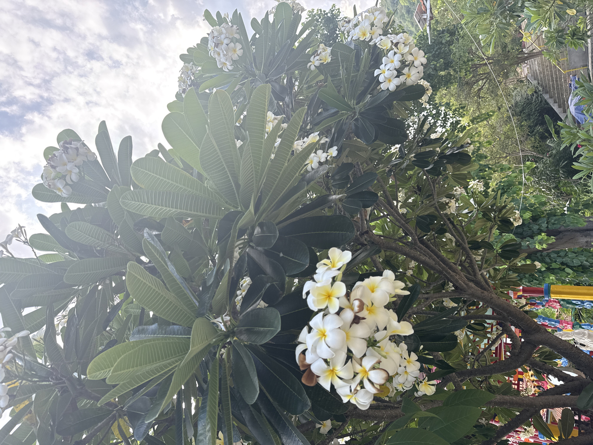 The image captures a close-up view of a frangipani tree with abundant white and yellow flowers and large green leaves, set against a cloudy sky. In the background, a stairway with yellow railings leads uphill, surrounded by lush green vegetation. At the base of the tree, colorful decorations are visible, suggesting a festive or spiritual setting. A blue tarp is spread on the ground near the stairs. The scene appears to be an outdoor location, likely in a tropical or subtropical climate. The location is identified as Bac Nha Trang Ward, Vietnam.