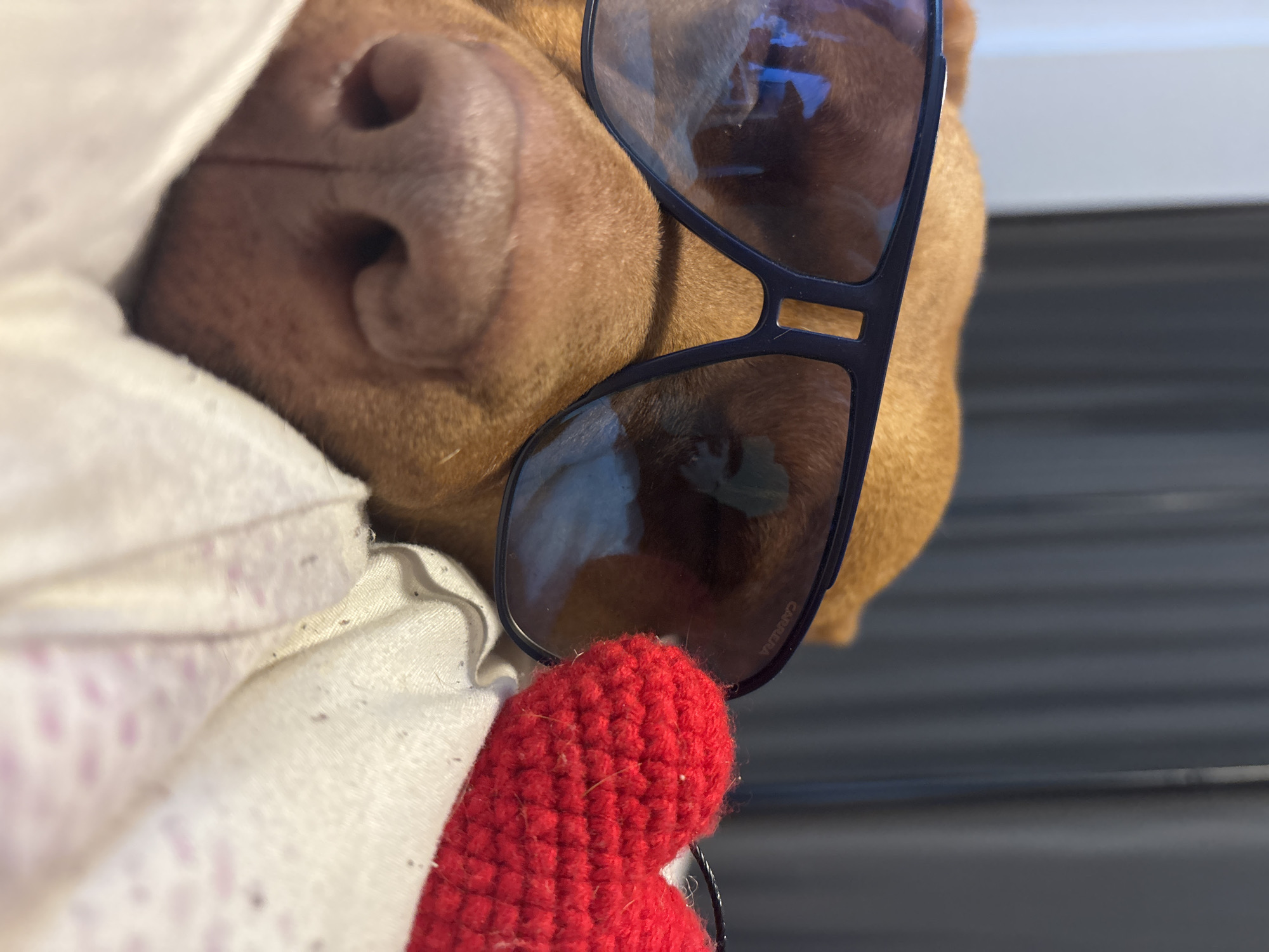 A close-up image shows the face of a brown dog wearing black-framed sunglasses. The dog is partially covered by a white patterned fabric, possibly a blanket. A small, red, knitted heart is positioned near the glasses. The location in Sofia, Bulgaria cannot be determined from the visual information available.