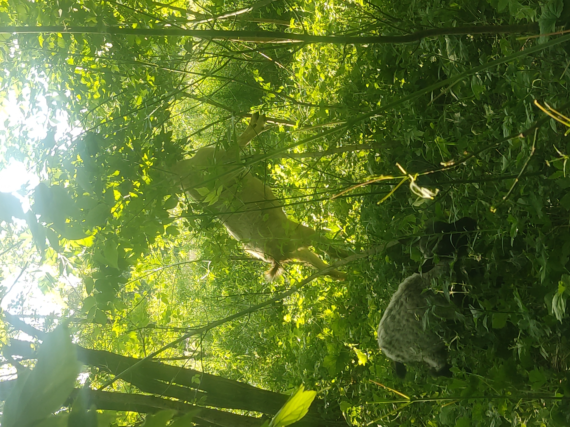 This forensic image depicts a dense, sunlit natural environment in Mospyne, Ukraine. Overhead sunlight filters through a thick canopy of vibrant green foliage, illuminating the scene with strong highlights and dappled light. In the upper mid-ground, a light-colored animal, resembling a deer, is captured in motion, with its hindquarters and partially visible back elevated as if jumping or stepping over an obstruction. Its short, light-colored tail is raised. In the lower foreground, partially obscured by lush green undergrowth, a dark grey, speckled animal, consistent with a dog of a pointer type, is visible with its head lowered towards the ground, indicating an action of sniffing or foraging. Multiple tree trunks are present on the left side, and the entire ground is covered in dense, leafy vegetation. No human subjects, structures, or artificial objects are present.