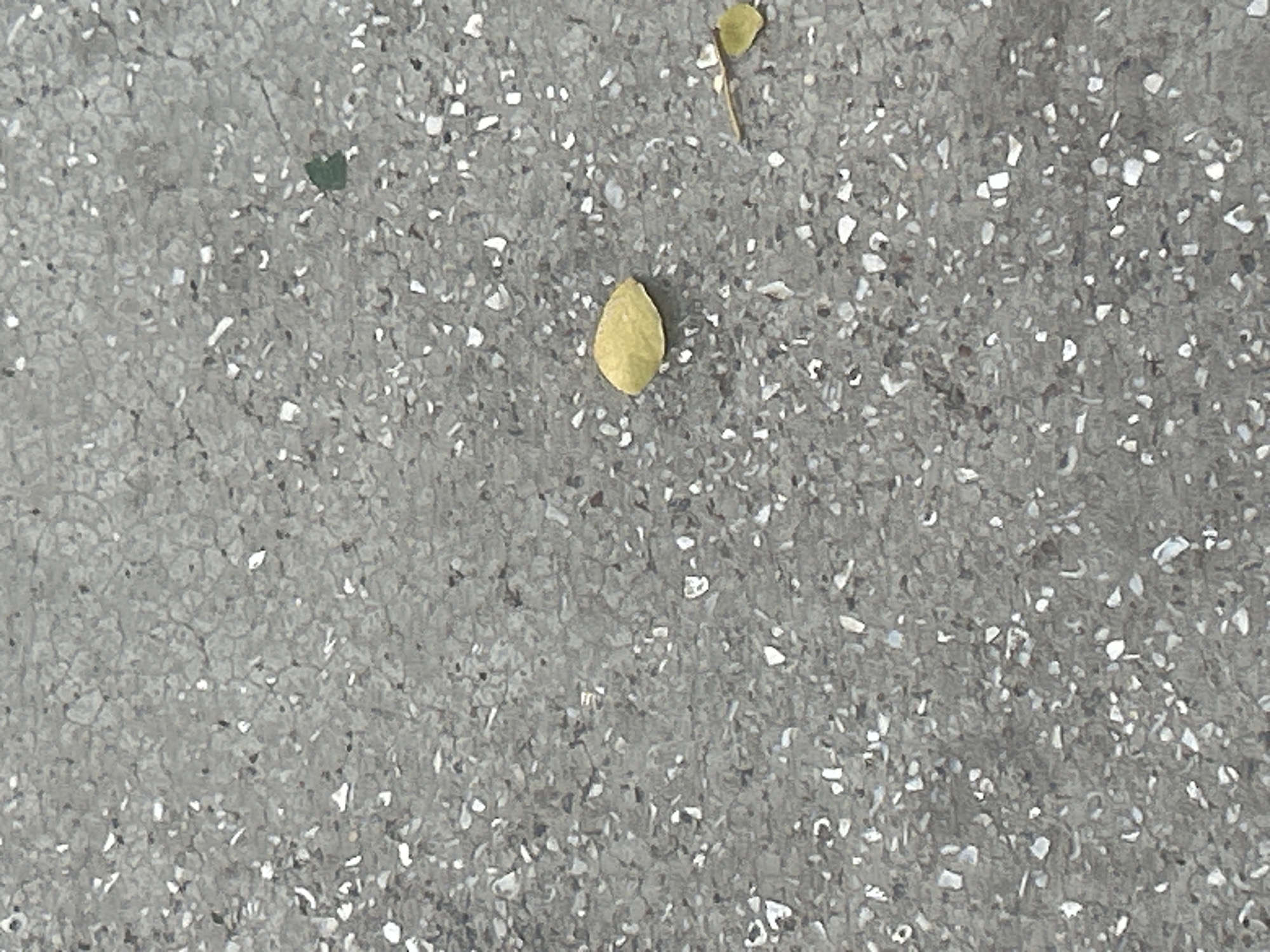 The image depicts a close-up view of a textured, grey, pebbled concrete surface. Scattered across the surface are several small, dry leaves. One prominent yellow leaf is located in the right-middle of the frame. Another smaller, similar-colored leaf with a twig is positioned to the lower right of the yellow leaf. A small, dark green leaf fragment is visible in the upper right quadrant of the image. The concrete itself is composed of grey cement interspersed with small, light-colored aggregate, creating a speckled appearance. The lighting suggests an outdoor environment, likely during the day. There is no indication of the specific location within Santa Ana, Venezuela, other than it being an outdoor urban or semi-urban setting with concrete paving. No people or animals are present in the image.