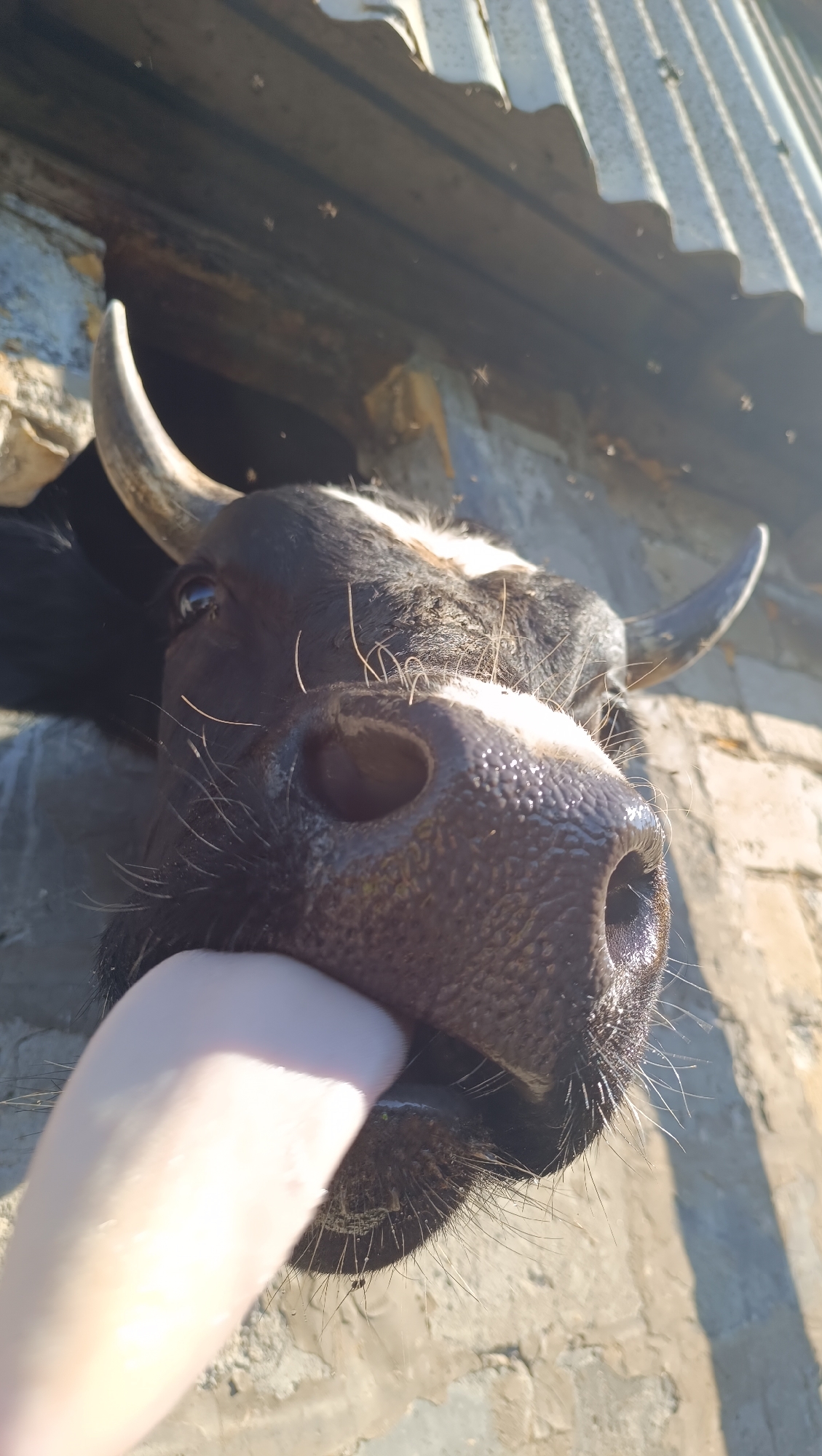 In Karsha, Russia, a close-up shot captures a cow's face from a low angle, with its snout and mouth prominently featured. A human hand is seen touching the cow's snout, and the cow appears to be licking or sniffing the hand. The cow has black and white markings on its face, with visible horns. In the background, a corrugated metal roof is visible, suggesting an outdoor setting, possibly a farm or rural area. Several small insects are also present in the air around the roof. The lighting indicates it is daytime, with sunlight casting shadows.