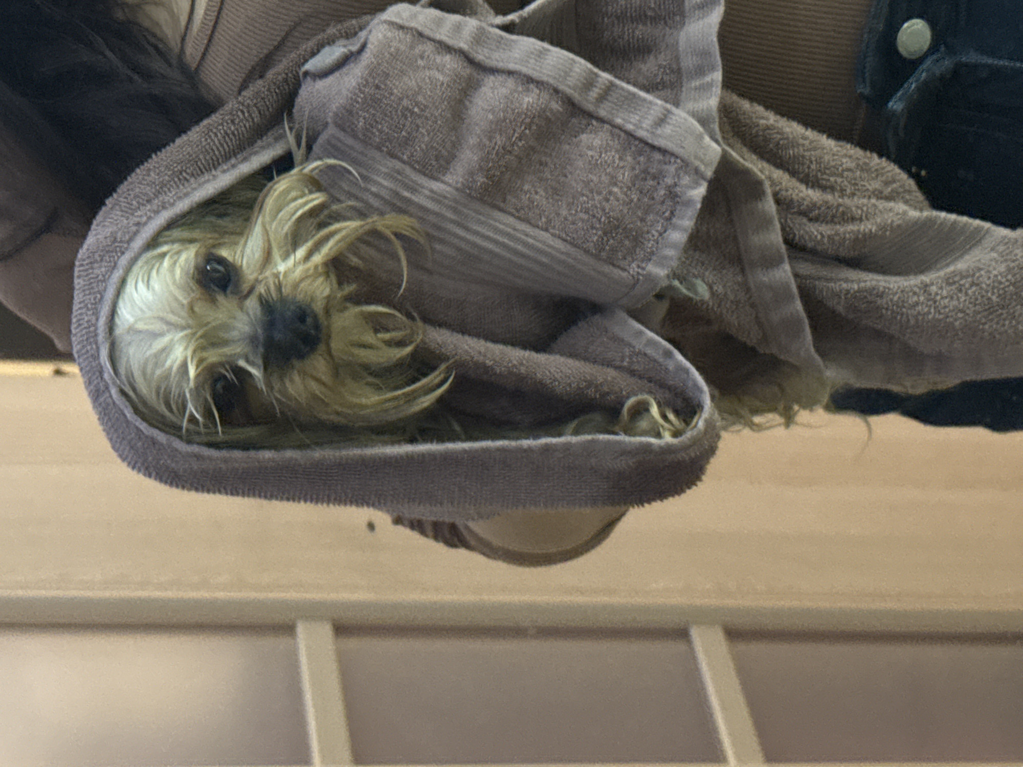 A small, wet, long-haired dog is wrapped in a brown towel. The dog has dark eyes and a black nose. In the background, there are blurred beige panels, suggesting an indoor location. The image is oriented upside down. There is no evidence to suggest this image was taken in Sofia, Bulgaria.