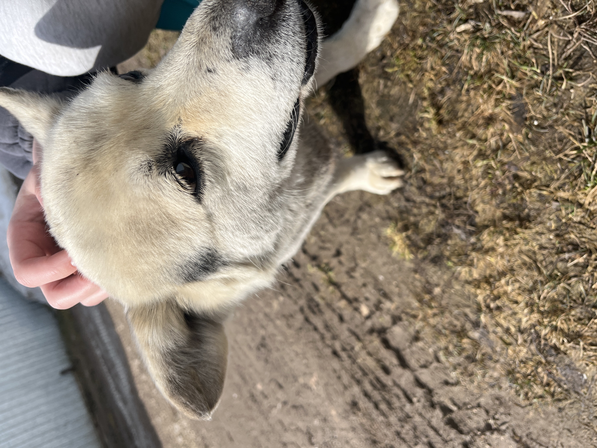 A close-up, high-angle shot shows a light-colored dog with dark markings on its face. A hand is seen touching the dog's head. The ground in the background is a mix of dirt and dead grass. The location is likely in Nor'ya, Russia.