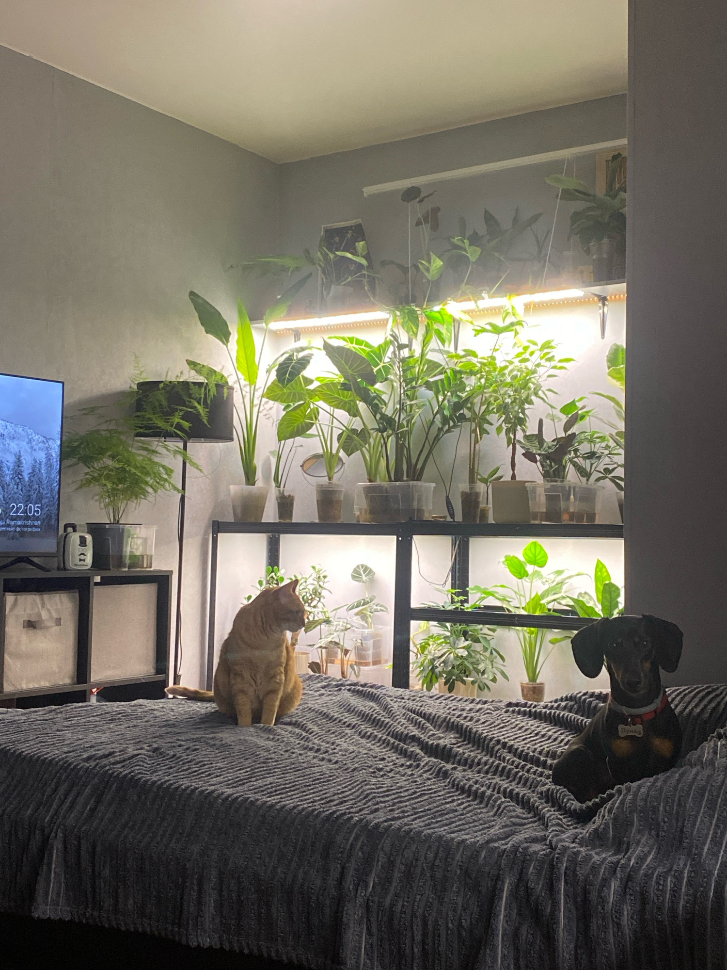 The image depicts an indoor scene, likely a bedroom, with a large bed covered in a dark gray, textured blanket. On the bed, a ginger cat is seated on the left, facing left, and a black dachshund is seated on the right, facing forward. Behind the bed is a shelving unit filled with numerous potted plants under grow lights, illuminating the space with a warm, artificial glow. To the left of the shelves, a television is visible, displaying a nature scene with the time "22:05". A black floor lamp with a dark lampshade stands between the television and the shelving unit, with a fern in a pot on its top. Storage cubes with white fabric inserts are visible under the television. The walls appear to be painted a light gray. The overall impression is a cozy, plant-filled room with pets. There is no indication of the location being in the city of Zarechny, Russia.