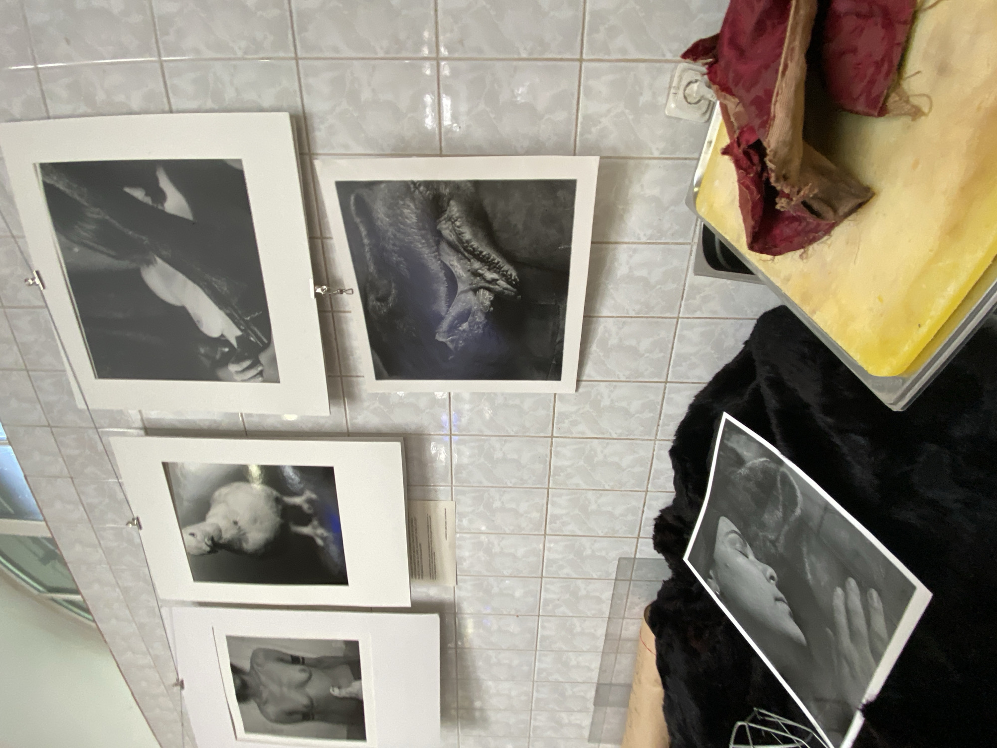 The image depicts an art exhibition likely held at the Museum of Forensic Medicine in Saint Petersburg, Russia. On a tiled wall, several black and white photographs are displayed. One photograph shows the upper body of a person with visible tattoos and a small bird, possibly a pigeon, in the foreground. Another features a close-up of a bird. A third photograph captures a person's head tilted downwards, interacting with a dark, textured object. A fourth image is a close-up of what appears to be an animal skull or jawbone. In the foreground, black fur or fabric is spread out, with a photograph on top showing a person's face and hand. To the right, a yellow surface holds pieces of red fabric. The environment suggests a clinical or exhibition space with tiled walls and overhead lighting.