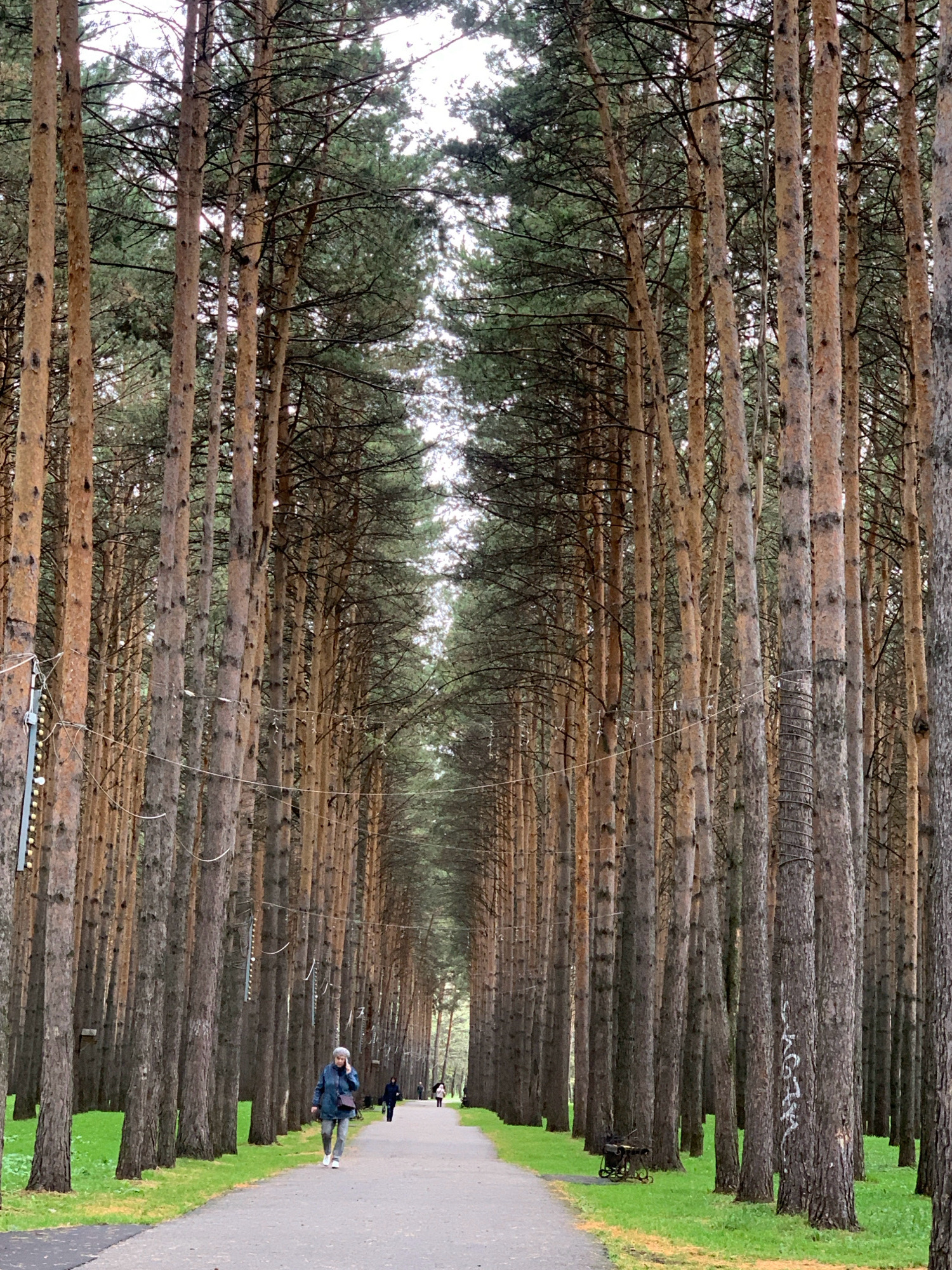 The image shows a pathway through a dense forest of tall, slender pine trees in Prokopyevsk, Russia. The pathway is paved and curves into the distance, lined on both sides by the uniform trunks of the trees. The ground on either side of the path is covered in green grass. A woman in a blue jacket and grey pants is walking away from the camera on the path. Further down the path, two other figures are walking in the same direction. The trees are closely spaced, creating a tunnel-like effect. The sky is overcast and white.