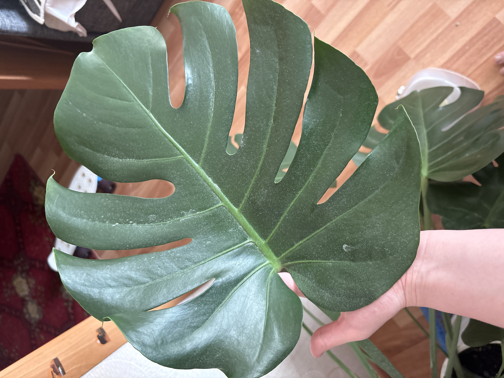 A large, green Monstera deliciosa leaf is being held by a pale-skinned hand. The leaf is the primary subject, with multiple fenestrations and deep lobes. Fine dust particles are visible on its surface. The hand is positioned near the stem of the leaf. Background details are blurred, but include wooden furniture and flooring. There is no verifiable information to suggest the image was taken in Izhevsk, Russia.