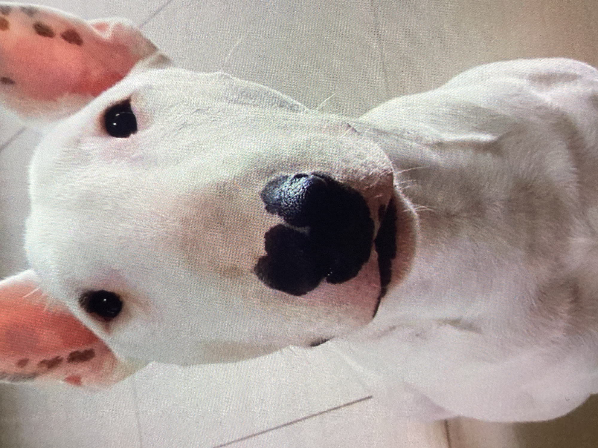 The media file is a close-up, high-angle, portrait-style photograph of a white bull terrier dog. The dog's head is tilted, and its snout and part of its body fill the frame. It has a black nose with a distinct, irregular black patch on its muzzle. The dog's eyes are dark and appear to be looking upwards and slightly to the left of the camera. Its ears are large and floppy, with pink inner surfaces and a few scattered brown spots on the outer surface. The dog's fur is short and appears clean. The background is out of focus and appears to be a light-colored floor, possibly linoleum or tile, with faint lines suggesting grout or floorboards. There are no people, objects, or text visible in the image. The lighting suggests an indoor environment, possibly during daylight hours, but no specific time of day or weather conditions can be determined. The dog's expression is difficult to interpret definitively, but its tilted head and direct gaze could suggest curiosity or playfulness. The image does not provide any information about the dog's activities, the specific setting within Ustyvytsia, Ukraine, or the emotional state of the dog beyond a general impression.