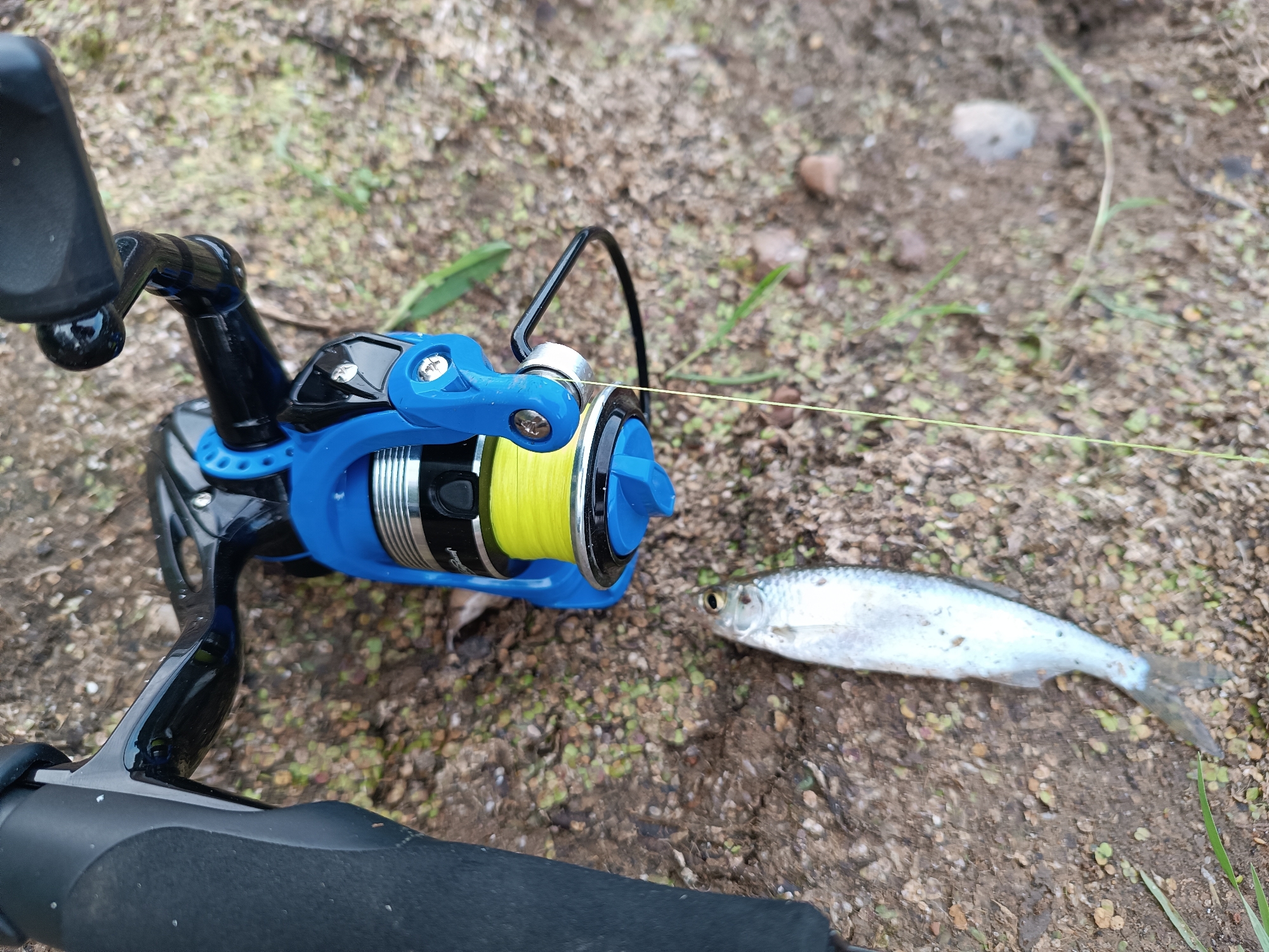 A blue and black fishing reel lies on the ground next to a small, silver fish. The fishing reel has yellow fishing line wound around it. The ground is covered in dirt, small rocks, and some green vegetation. There is no visible indication of the location being in Opary, Russia.
