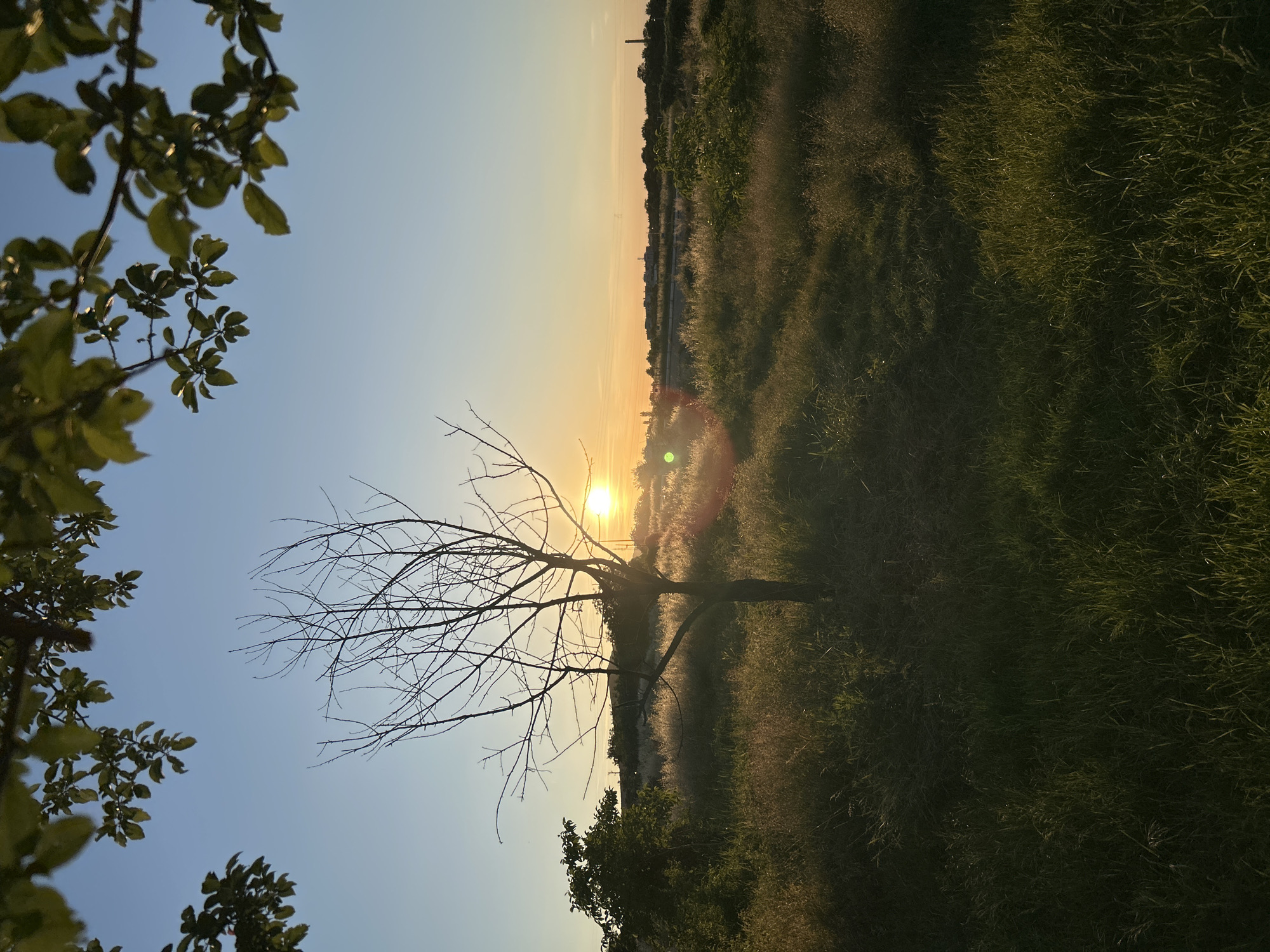 This is a vertical, wide-angle, eye-level shot of a natural landscape at sunset. The sun is low in the sky, casting a warm, golden light across the scene. The sky transitions from a pale blue at the top to a soft orange and yellow near the horizon. In the foreground, the branches of a leafy green tree are visible on the left side, obscuring some of the sky.
Dominating the mid-ground is a bare, leafless tree with intricate branches silhouetted against the bright sunset. Behind the tree, a field of tall, dry grass stretches towards the horizon, catching the sunlight and appearing to glow. In the distance, a thin line of trees and what appear to be man-made structures, possibly buildings and a power line, are visible along the horizon. The light creates a lens flare effect, a circular glint of light, in the center of the image.
The overall mood is peaceful and serene, evoking the beauty of a sunset in a rural or natural setting. There is no visible text in the image.