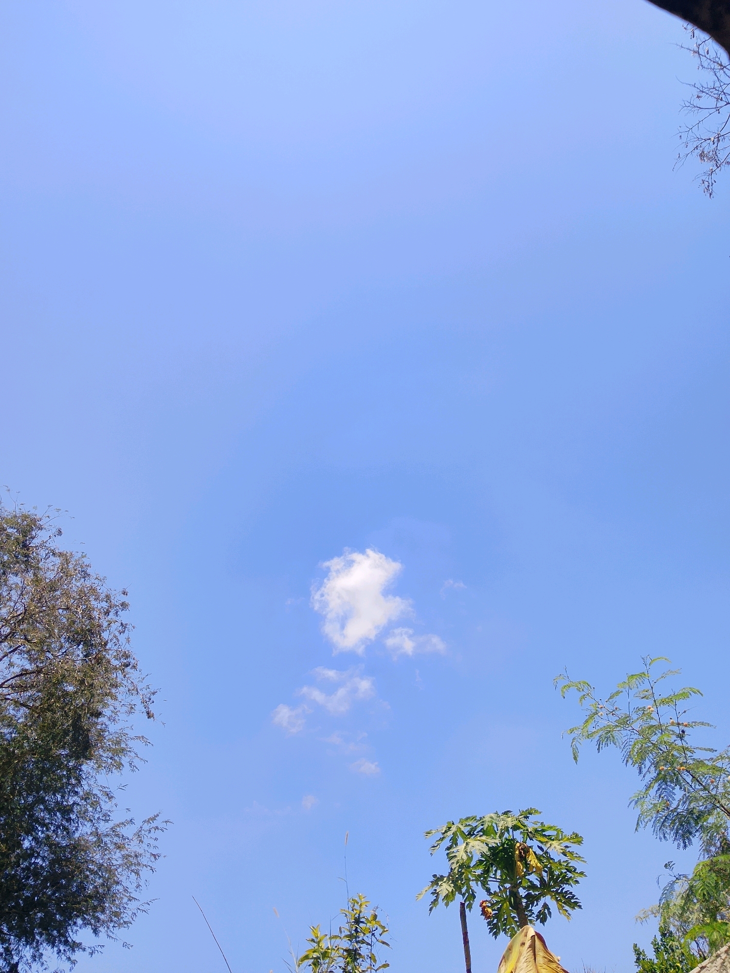 The image captures a clear blue sky with a few wispy white clouds. In the foreground, lush green foliage from trees and plants frames the bottom and sides of the frame, reaching upwards towards the sky. The branches of trees with dark green leaves are visible on the left side of the image, while a papaya tree with broad green leaves and developing fruit stands prominently in the lower right. Delicate, wispy branches with small buds or flowers are seen extending from the upper right. The overall impression is one of a bright, sunny day, with the focus on the natural elements against the expansive sky. The location is identified as Unknown, Unknown.