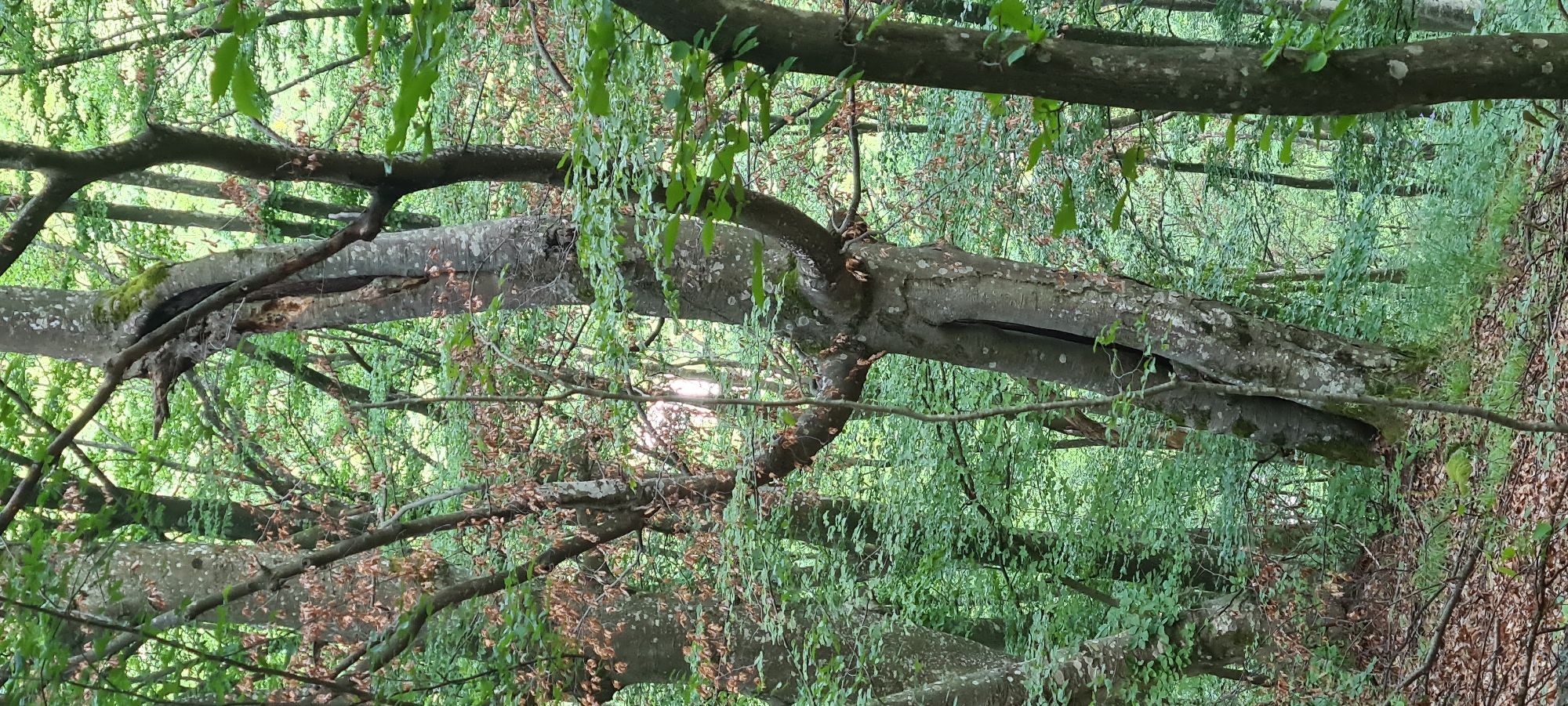 This image depicts a forest scene in Lopian, Bulgaria. The focal point is a large, old tree with a split trunk that reveals a dark, hollow interior. The tree's bark is grey and textured, with patches of green moss. Several branches extend from the main trunk, some bare and others covered in green leaves. The tree is surrounded by other trees with lush green foliage, suggesting a dense forest environment. Sunlight filters through the leaves, creating dappled lighting. The forest floor is covered with fallen leaves and twigs, with some patches of green undergrowth. The overall atmosphere is natural and serene. There are no people or animals visible in the image.