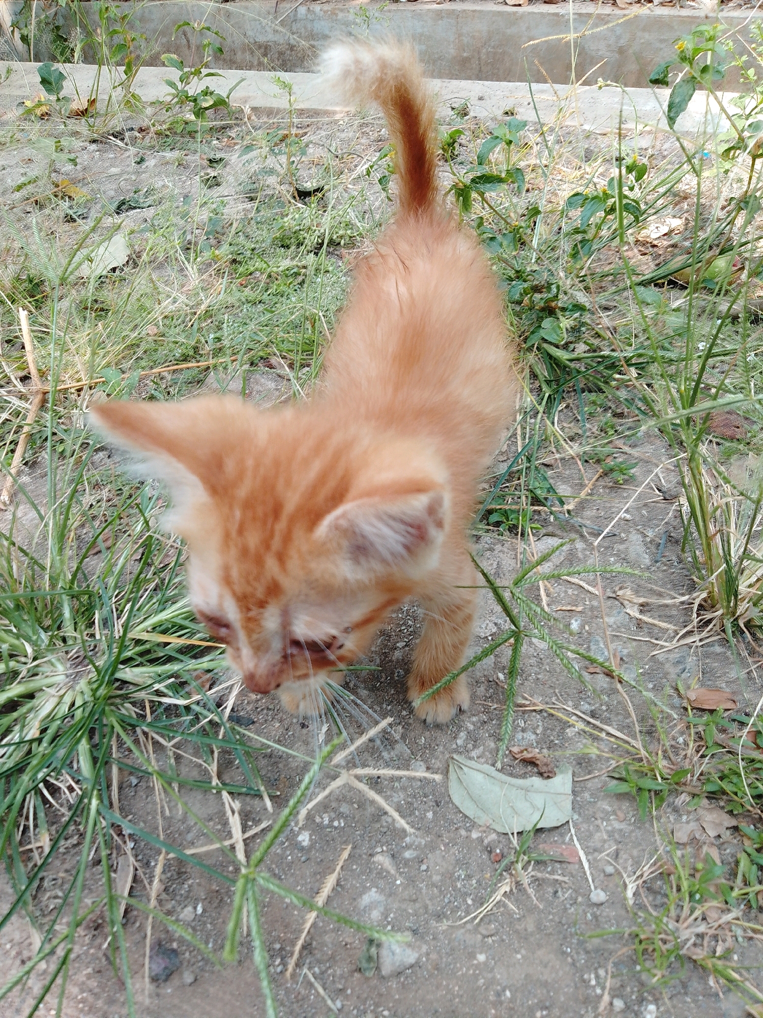 An orange tabby kitten stands on rough, dry ground with sparse vegetation. The kitten, facing downwards and slightly to the left, is in focus in the foreground. Its tail is raised, and its fur appears slightly matted. The background shows a concrete structure and more dry ground with scattered green plants. The image was taken outdoors, possibly in Cikal, Indonesia, given the general appearance of the environment and vegetation.