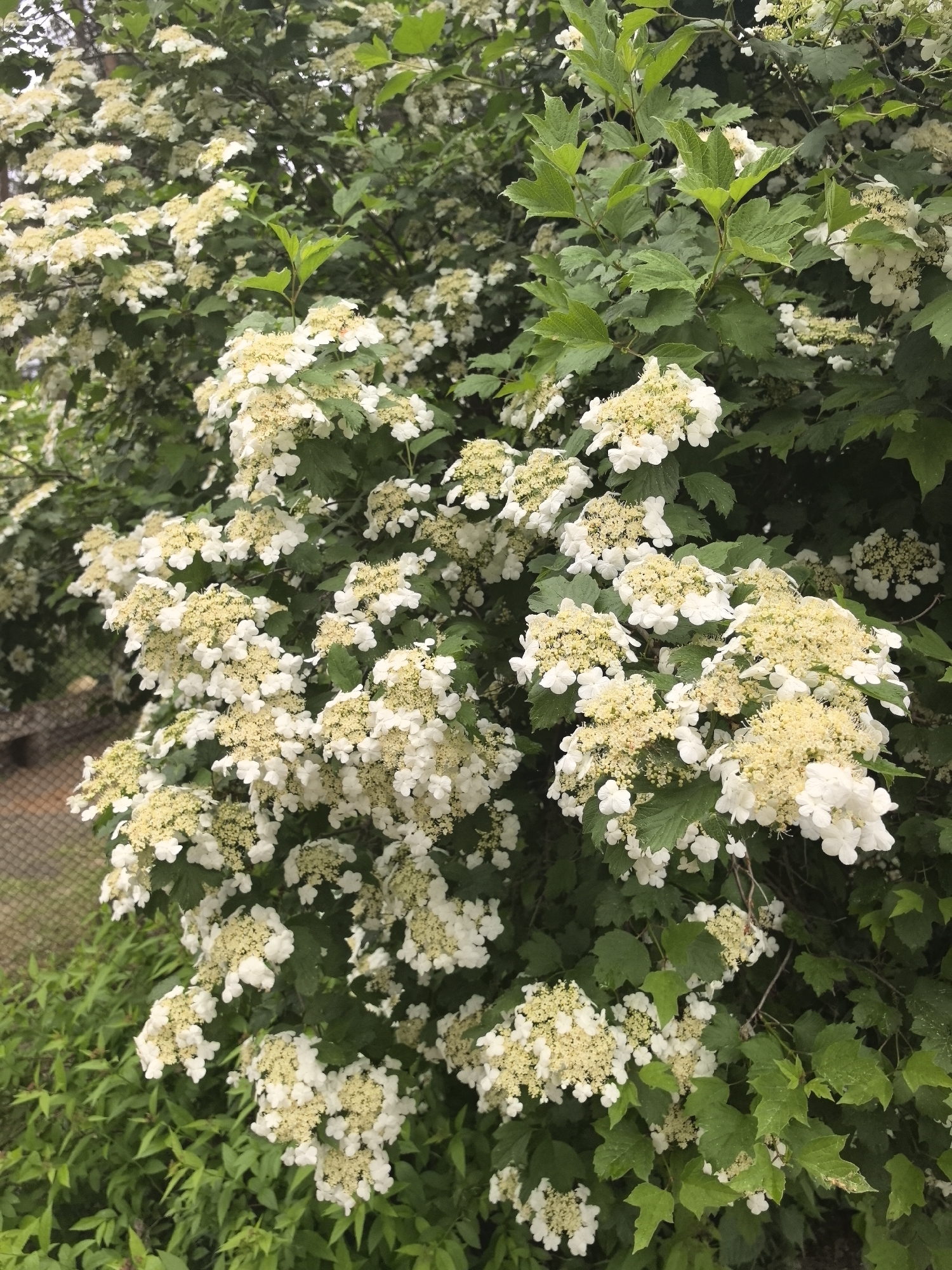 A large shrub with clusters of white flowers and green leaves dominates the frame. The flowers consist of small, yellow-centered blooms surrounded by larger white petals. The leaves are broad and slightly textured. In the background, there is a glimpse of a chain-link fence, suggesting the presence of a property boundary or public space. The location is Парэчча, Belarus, based on external information. The focus is on the flourishing plant life, indicative of a well-maintained garden or natural environment within the city.