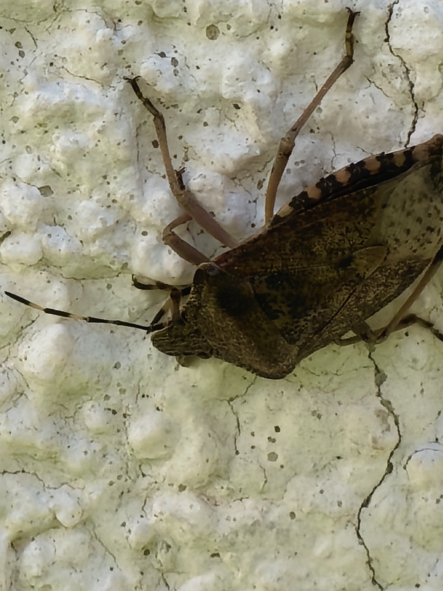 A brown stink bug clings to a textured, off-white wall. The bug has dark bands on its antennae and spots on its wing edges. The wall surface is uneven with cracks visible. The location is Unknown, Unknown. No people are visible.