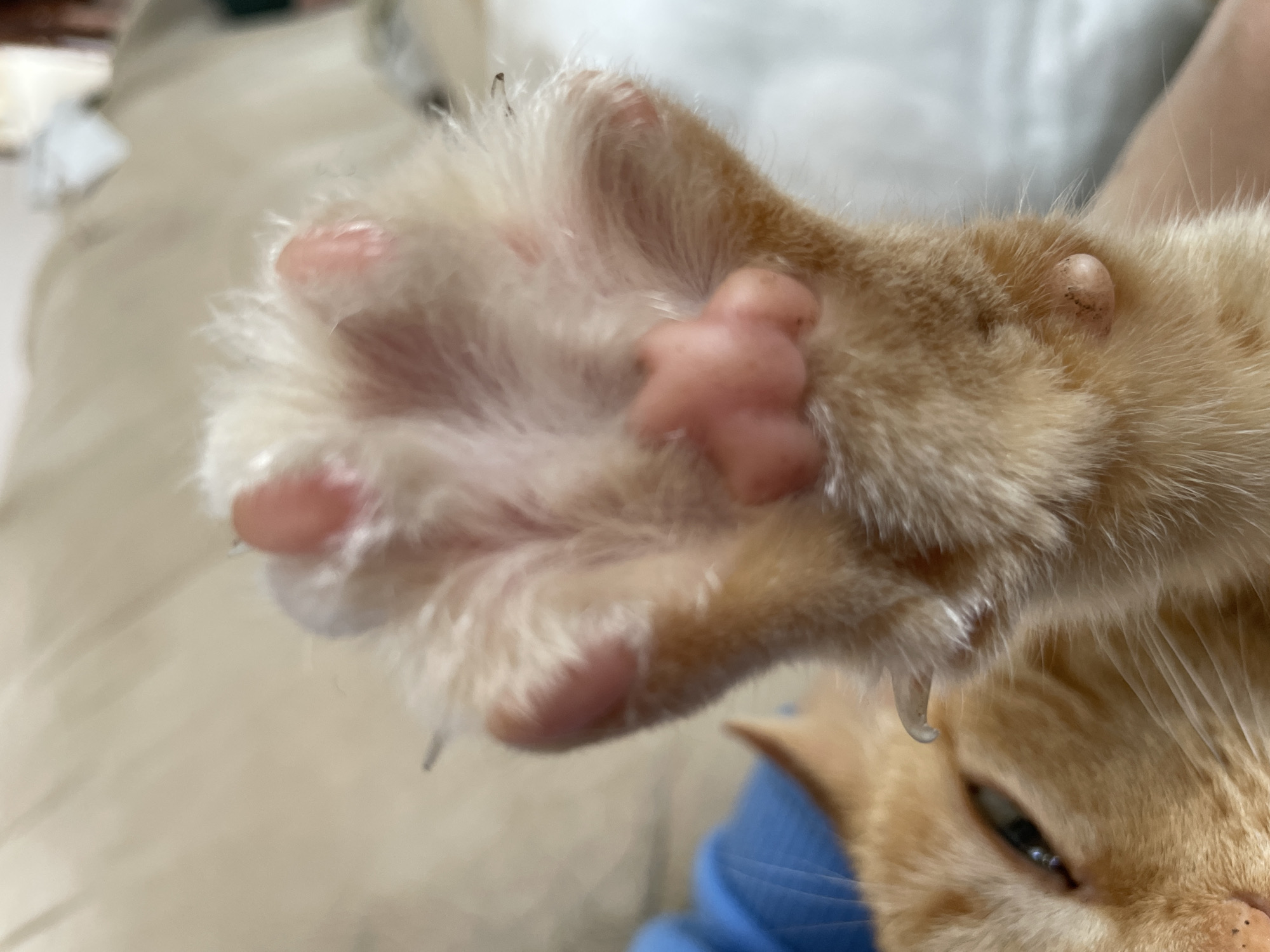 The image shows a close-up of an orange cat's paw. The paw is light orange with pink paw pads and white fur around the toes. The claws are extended and visible. Part of the cat's face is visible in the lower right corner, with light orange fur and one visible eye. The background is blurry, showing light-colored fabric. There is no information to indicate this image was taken in Noviy, Russia.