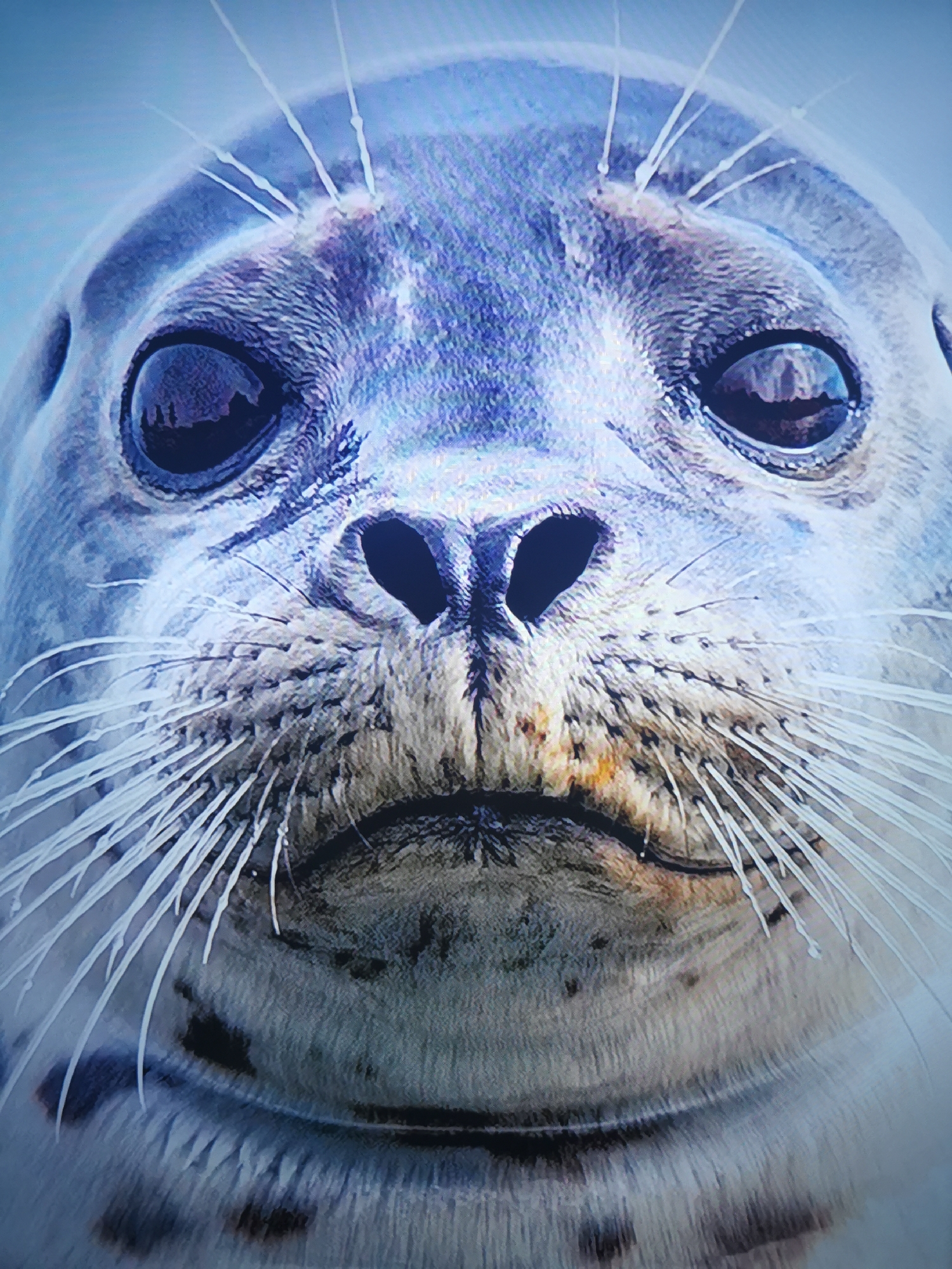 This media file is a close-up, headshot of a harp seal. The seal's face fills the frame, with its large, dark eyes prominent and reflecting an unseen light source. Its whiskers are long and white, fanning out from its muzzle. The seal's fur is a mix of grey, white, and dark brown markings, with some dirt or discoloration visible around its nose and mouth. The lighting appears to be natural, with a soft, diffused quality, suggesting it might be daytime, possibly overcast. The background is out of focus, a bright, pale blue, offering no specific environmental clues. The seal's expression is somewhat somber or pensive, with its mouth slightly downturned. There is no visible text in the image. The location context of Dnipro, Ukraine, is provided, but there are no visual elements within the image itself that specifically indicate this location.