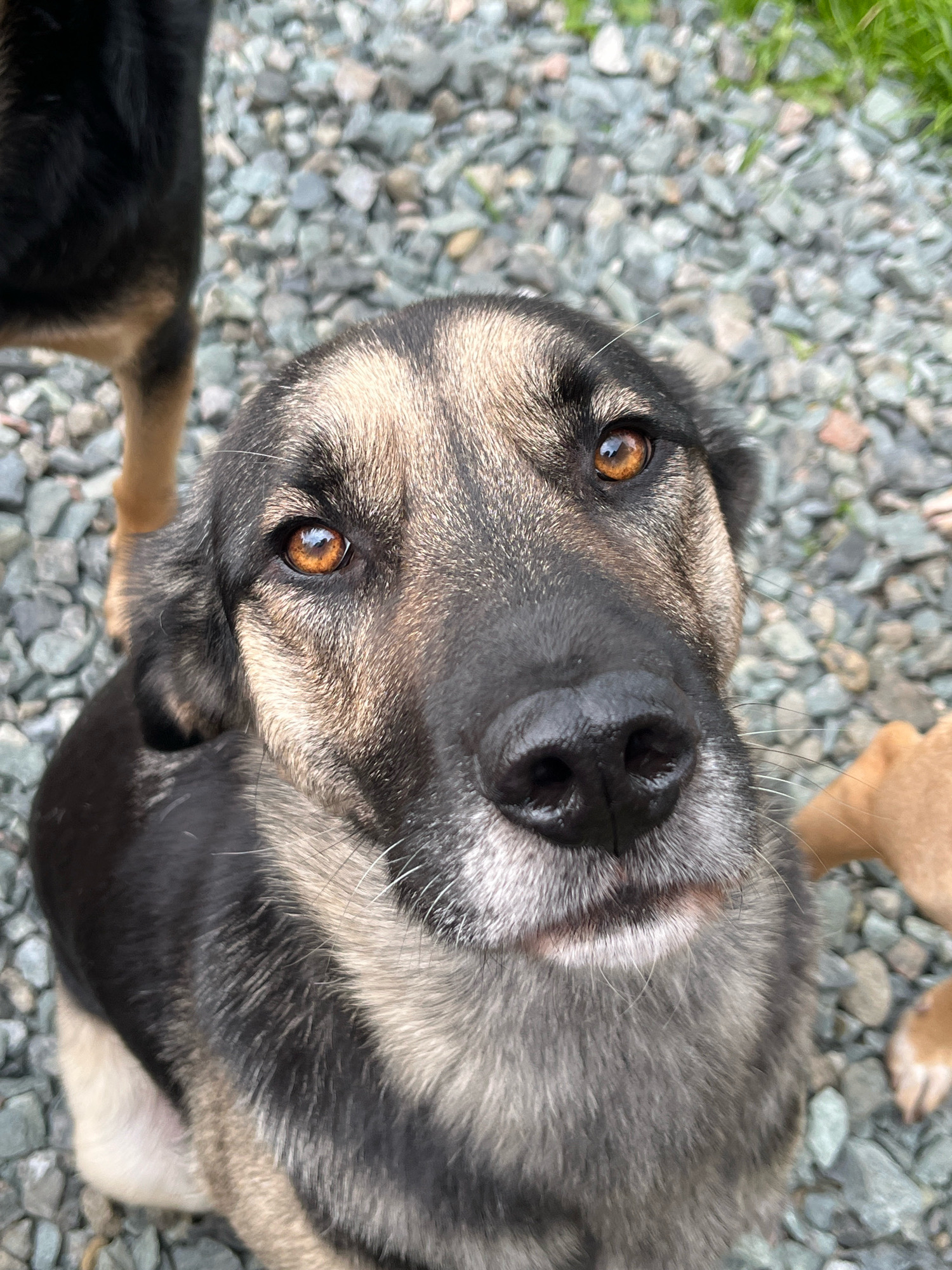 A close-up, eye-level shot captures the face of a medium-sized dog with brown and black fur, seated on a gravel surface. The dog's fur is a mix of black, tan, and grey, with a black nose and expressive amber eyes. In the background, the out-of-focus presence of another dog's legs, one black and tan and another lighter tan, suggests they are also on the gravel. The environment appears to be an outdoor, possibly a yard or park area, with scattered grey rocks and hints of green grass at the top of the frame. There is no indication of any specific location in Nizhny Tagil, Russia, or any human presence.