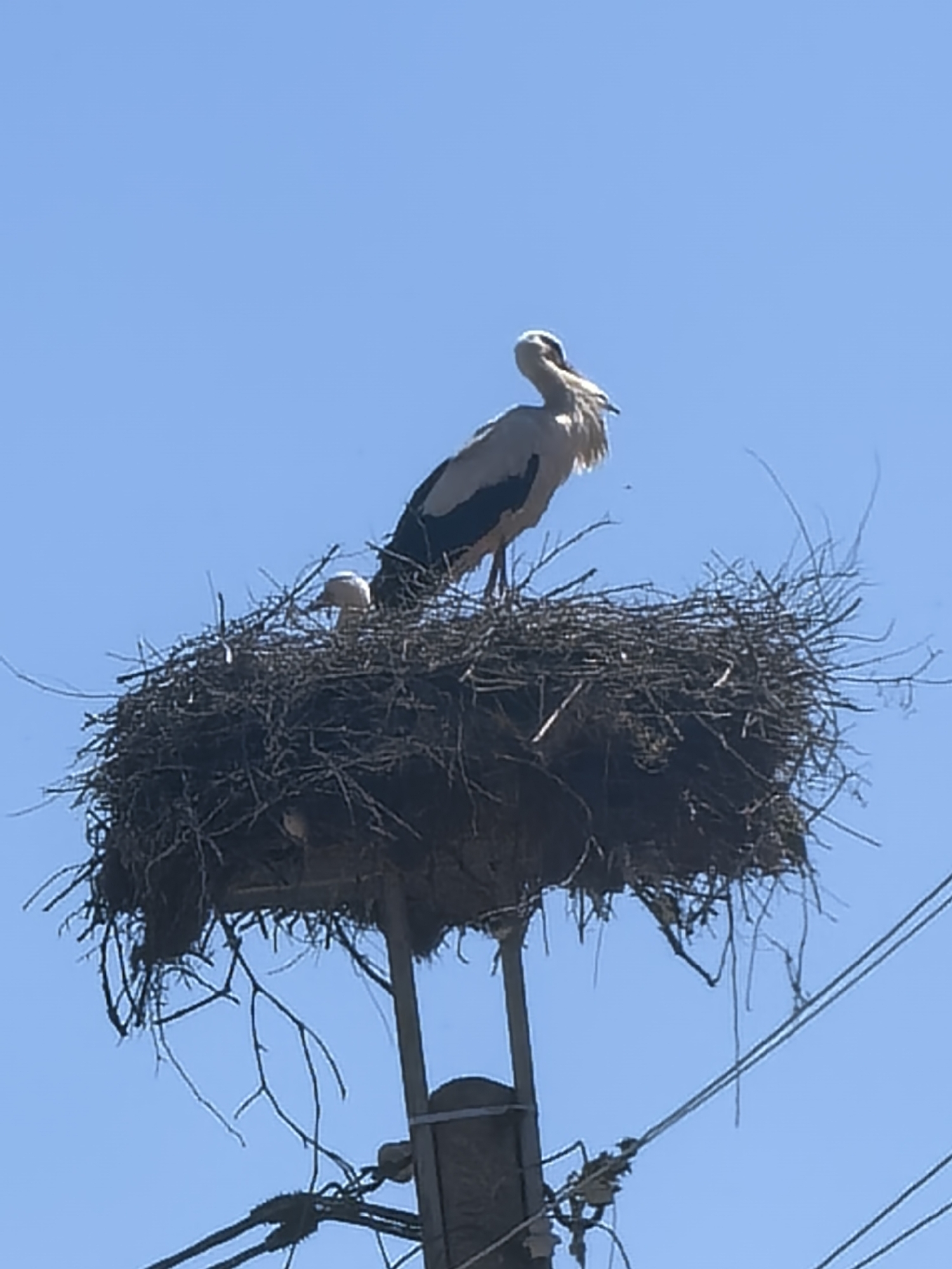 The image shows a large nest, likely of a stork, built atop a utility pole. The nest is constructed of dark twigs and debris, appearing dense and extensive. A large stork stands on the nest, preening its feathers with its head turned. Another smaller, possibly juvenile stork is visible within the nest. The utility pole supports the nest and also has attached wires and insulators, suggesting the scene is within a populated area. The background is a clear, bright blue sky. The exact location is not discernible from the image.
