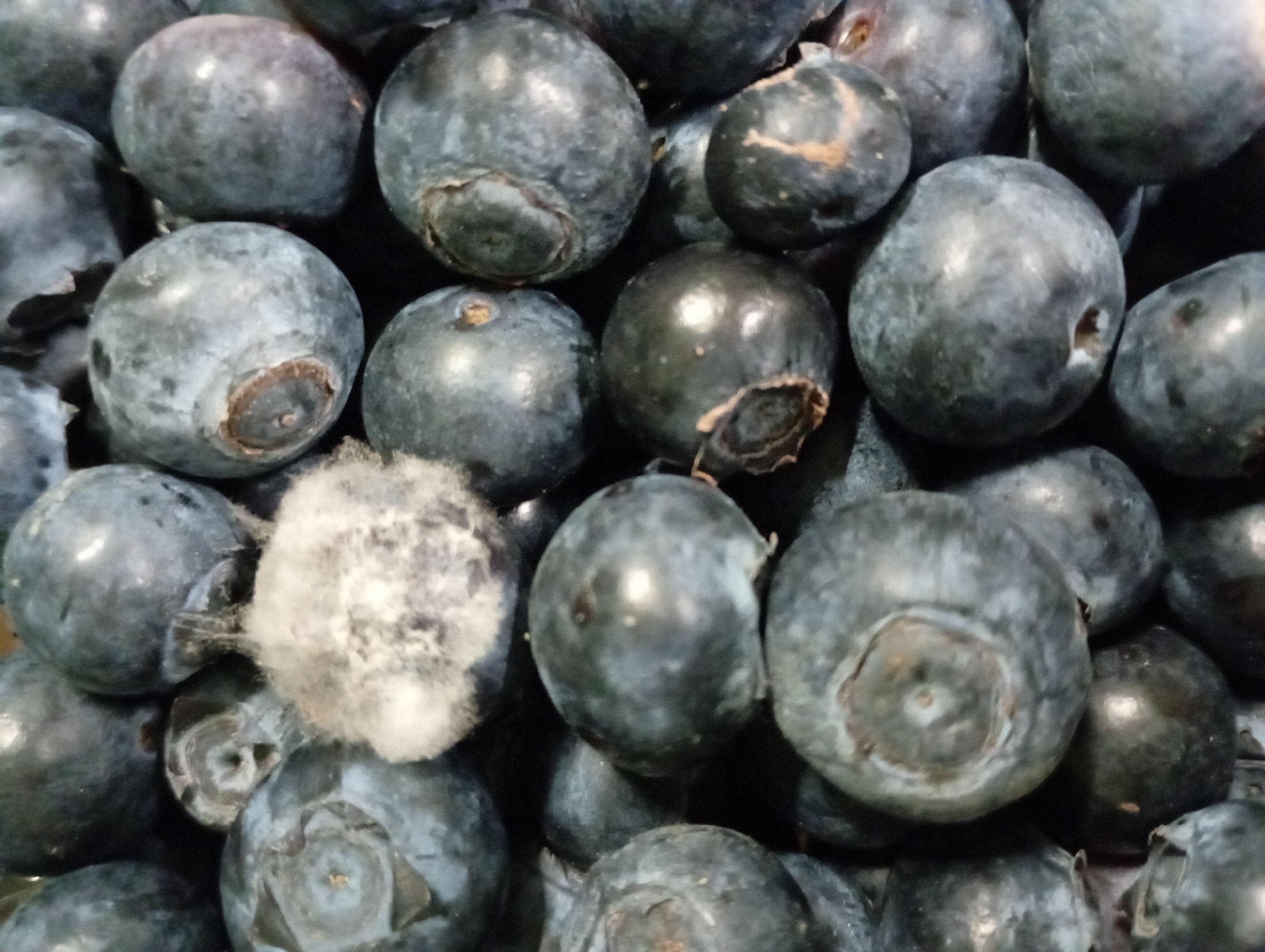 A close-up shot depicts a pile of blueberries. The majority appear fresh, with a characteristic dusty bloom. However, one blueberry in the lower-left quadrant is covered in white, fuzzy mold. The image does not provide any information about Kabile, Bulgaria.