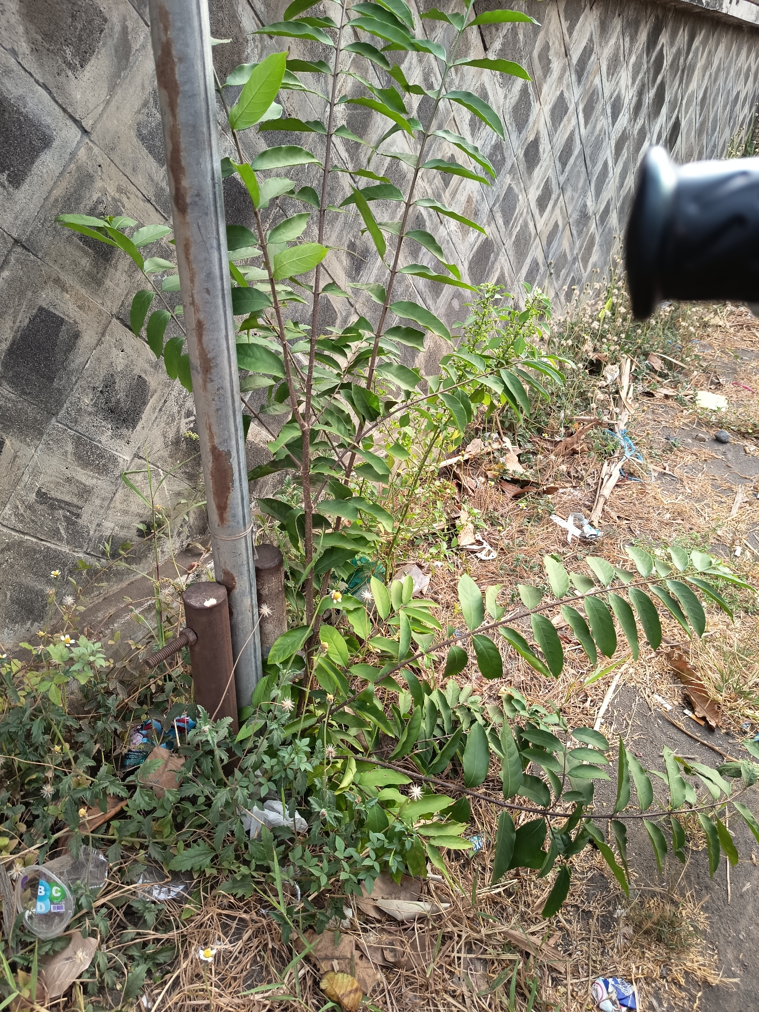 The image shows a close-up of a plant growing next to a metal pole and a textured concrete wall. The area appears to be an outdoor urban environment, possibly a roadside or neglected area in Kandangjati Wetan, Indonesia, characterized by dry grass, debris, and litter on the ground, including plastic bottles and wrappers. The plant has green leaves and thin branches, and some small white flowers are visible. The metal pole is weathered and rusty in places, and a second, shorter metal cylinder is affixed to it at the base. The concrete wall has a repeating diamond pattern. A portion of a black object, possibly a vehicle accessory, is visible in the upper right corner. There are no people present in the image.