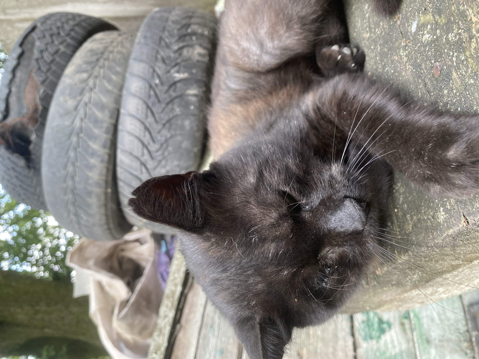 A black cat lies on a weathered wooden surface, its eyes partially closed, suggesting rest or drowsiness. The cat is positioned in the foreground, with its head facing left and its body extending towards the right. Behind the cat, a stack of old tires is visible. The environment appears to be outdoors, with dappled sunlight filtering through trees and foliage in the background, hinting at a natural or semi-rural setting within Ustyvytsia, Ukraine. The wooden surface is rough and shows signs of age and use. A white bag and some fabric are also present behind the cat, adding to the cluttered, somewhat unkempt appearance of the scene.