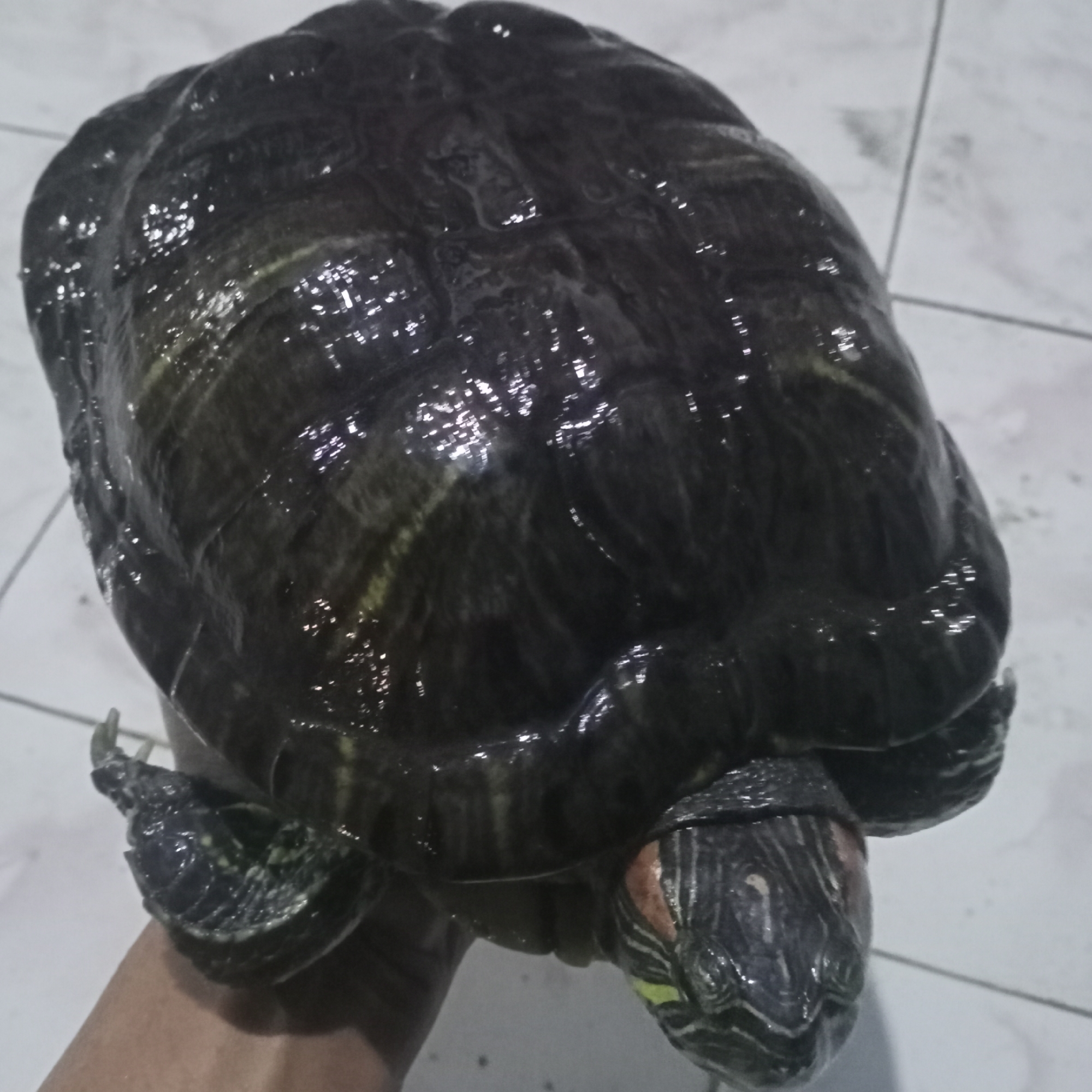 A red-eared slider turtle is held in a person's hand. The turtle's shell is dark and reflective, with visible scutes and some lighter greenish-yellow markings. Its head is visible, with red markings behind the eyes and yellow stripes on its neck. The turtle's feet are also visible, with dark skin and visible claws. The background appears to be a tiled floor. The image was taken in Ketowan, Indonesia.