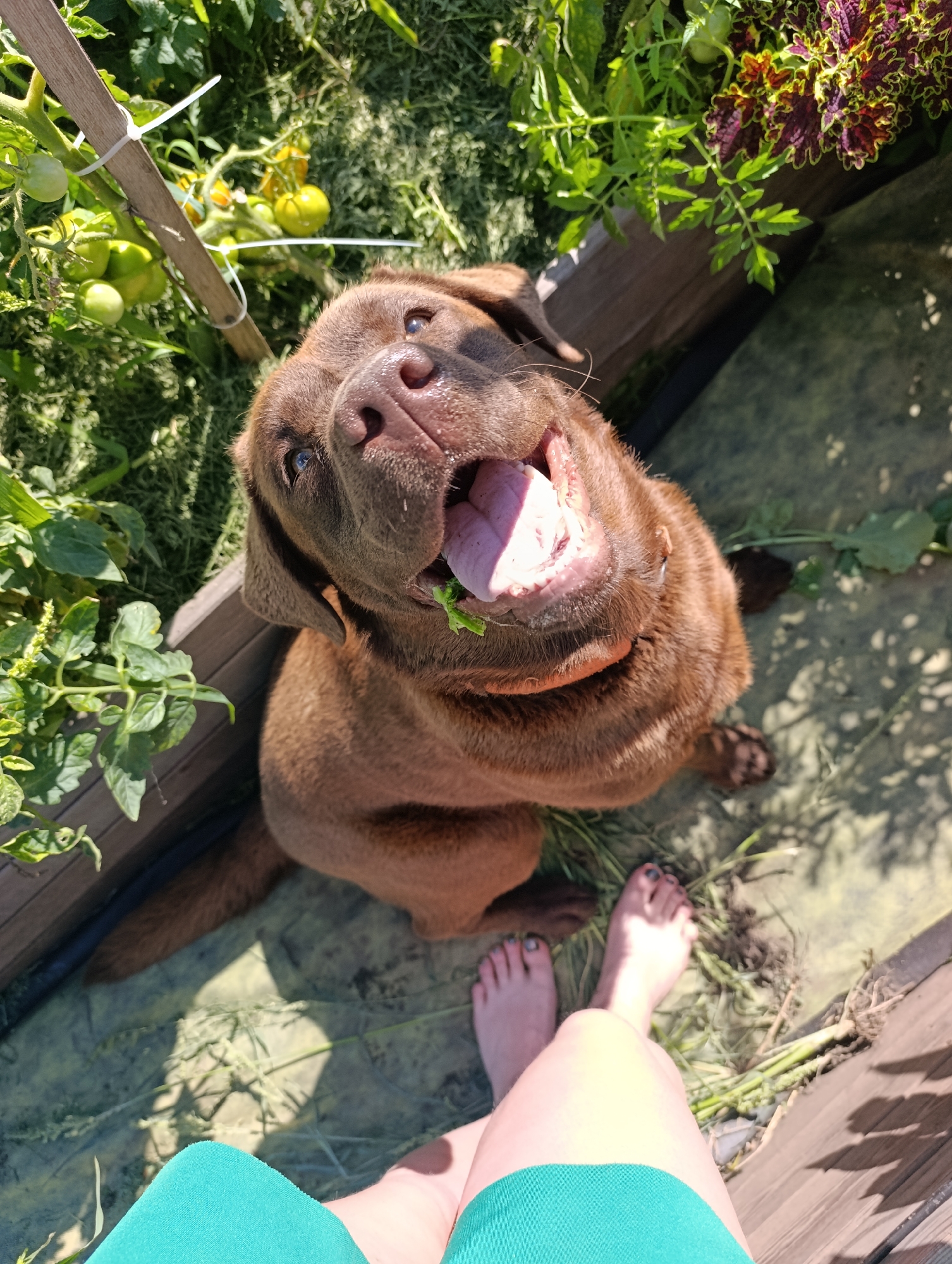 An overhead medium shot captures a chocolate Labrador dog in the foreground, looking directly at the camera with its mouth open and tongue extended, seemingly in the act of eating a piece of green vegetation. The dog is positioned in what appears to be a garden or outdoor planting area, with wooden raised garden beds visible. Tomato plants with unripe green tomatoes and some colorful foliage are present in the background. In the lower portion of the frame, a person's legs are visible, wearing teal shorts. The ground is covered with a mix of soil, grass, and scattered debris. The lighting suggests a sunny day. The scene is located in the village of Ivanovka, Russia.