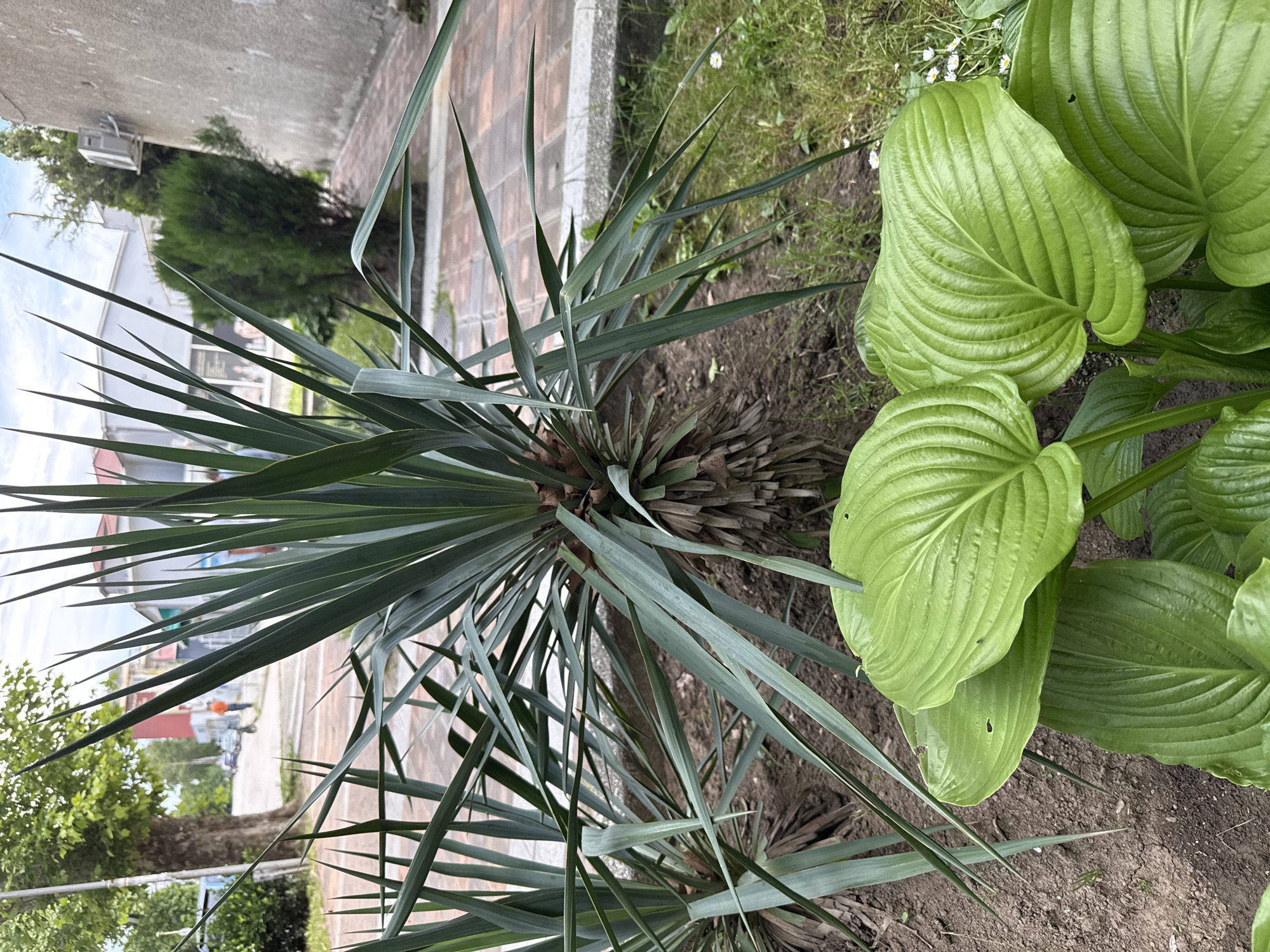 A medium shot captures a plant with long, spiky green leaves in the foreground, juxtaposed with a group of large, rounded, green leaves on the right. The ground around the plants appears to be soil. In the blurred background, there is a glimpse of a brick pathway and a building, suggesting an outdoor setting. This image was taken in Strazhitsa, Bulgaria.