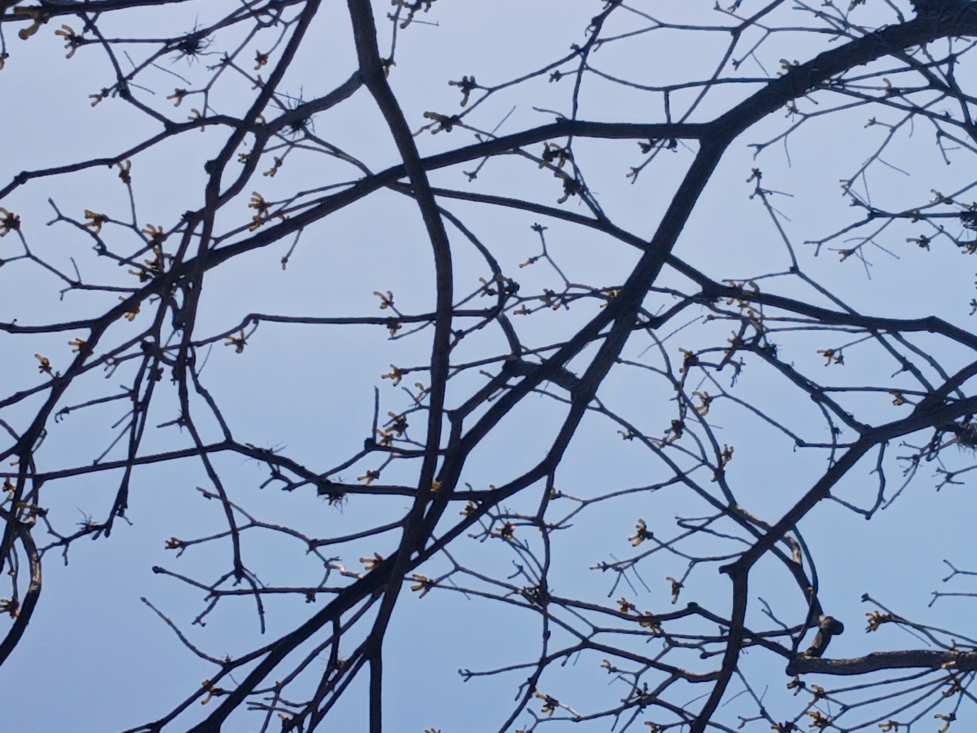 A close-up shot depicts tree branches with small buds against a pale blue sky. The branches are dark and appear bare, with the buds suggesting early spring. The photo was taken in Ciudad Guayana, Venezuela.