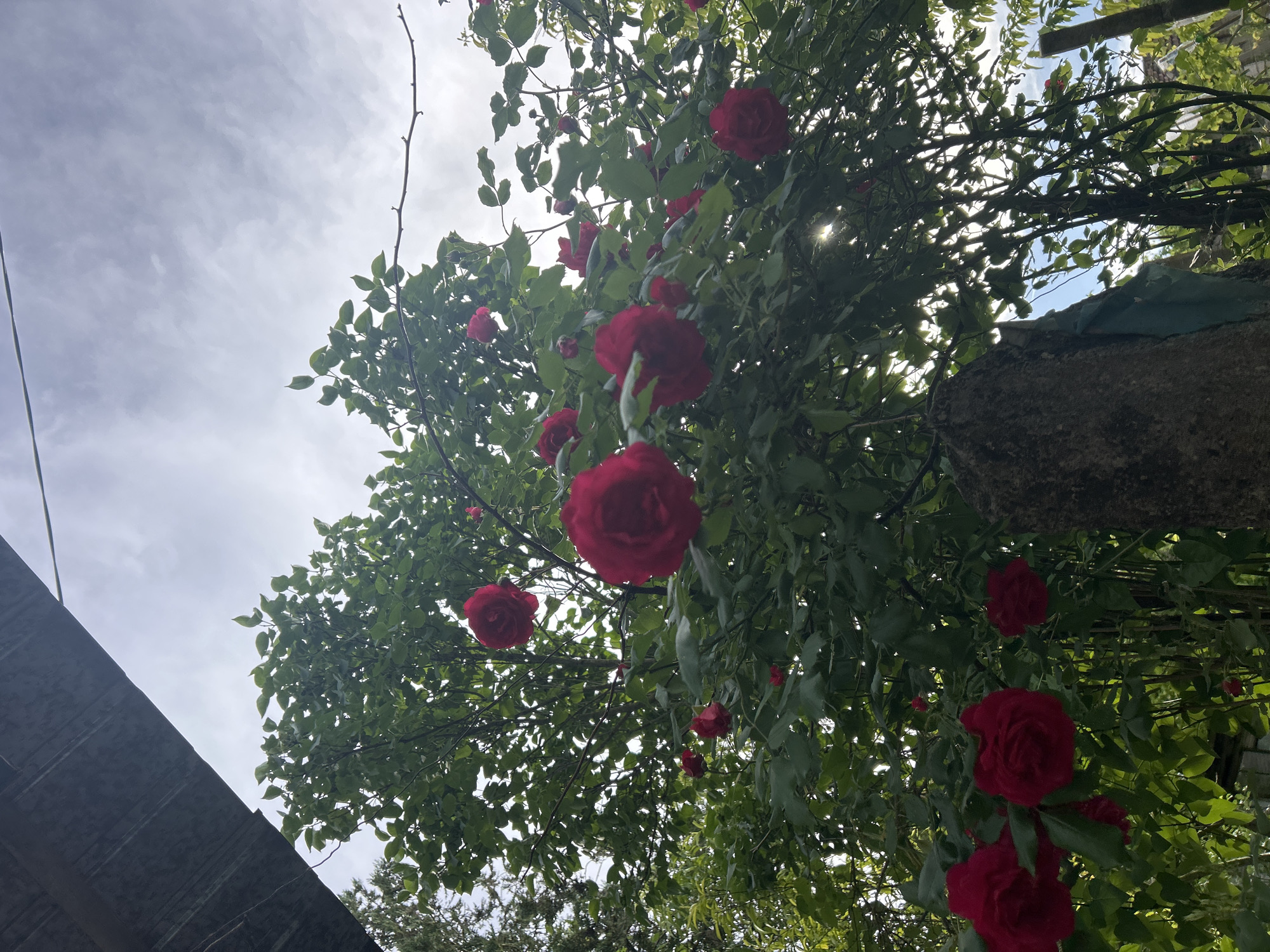 The image shows a view looking up into a rose bush with numerous red roses in full bloom. The leaves of the bush are green and dense, obscuring much of the sky. The sky is visible in patches and appears cloudy. The image is taken from a low angle. A gray roof corner is visible in the lower left. The location is potentially Cherven, Bulgaria. No people are visible.