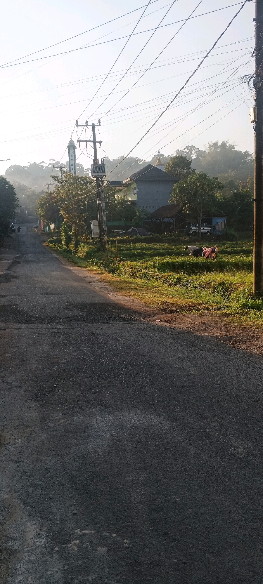 The image captures a scene in Penanggungan, Indonesia, likely in the early morning, judging by the soft light and mist. A paved road dominates the foreground, curving to the left and ascending into the distance. On the right side of the road, a grassy embankment transitions into a cultivated field. In the mid-ground, a cluster of buildings is visible, including what appears to be a mosque with a tall, slender minaret on the left, and a multi-story building with a light-colored facade and dark roof on the right. Electrical poles with numerous wires crisscross the sky, a common sight in Indonesian villages. Further into the field, several people are engaged in agricultural work, bent over and appearing to be tending to crops. A few vehicles, including a white van, are parked near a sheltered structure behind the cultivated area. The background is characterized by lush green hills shrouded in a light mist, indicating a rural or semi-rural setting. Two figures on a motorcycle are seen on the road in the distance, heading away from the viewer. The overall impression is one of a quiet, working community in a natural landscape.