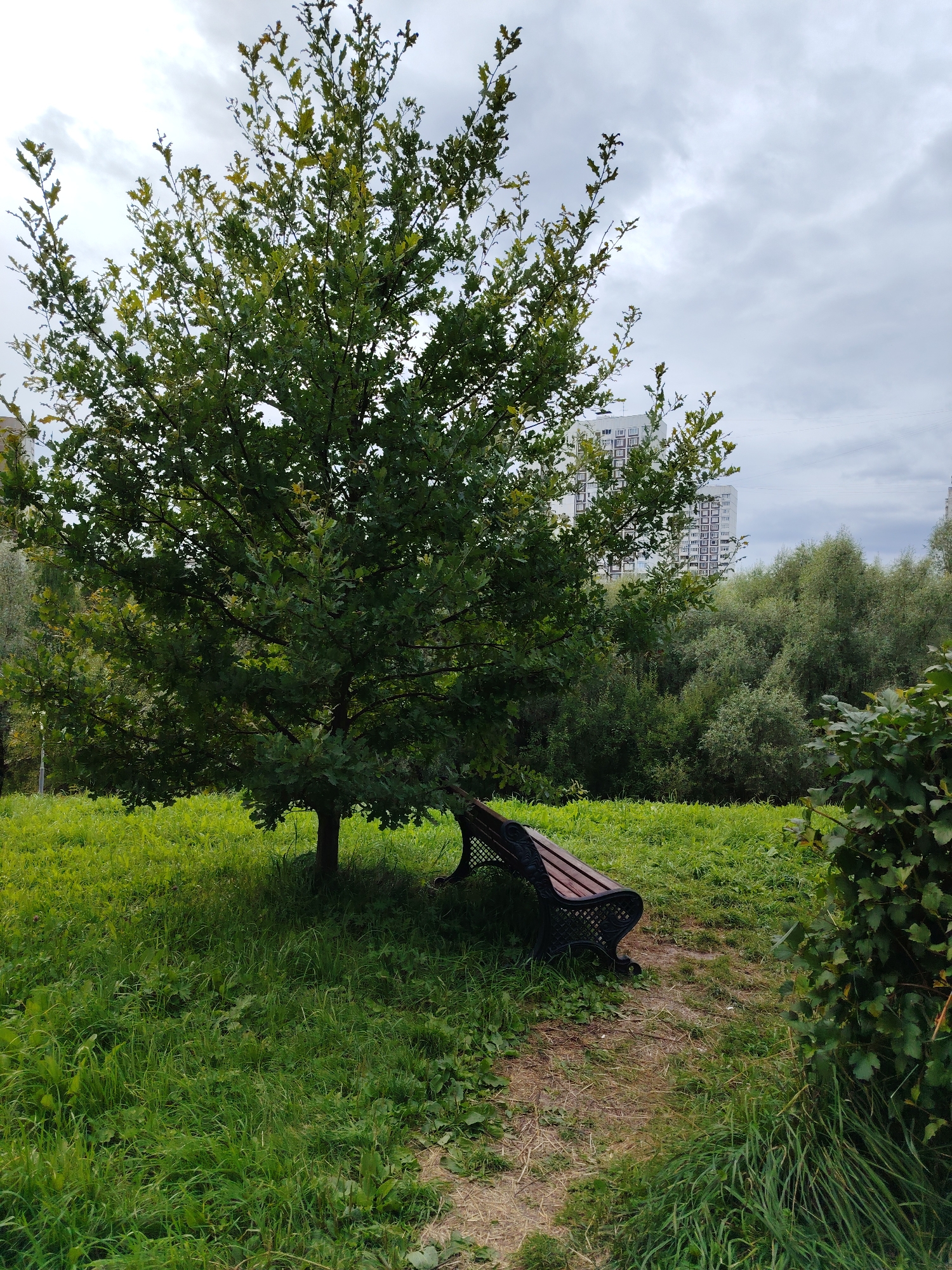 An outdoor, medium-angle, vertical shot depicts a park-like setting with a mature deciduous tree in the foreground, its branches laden with green leaves. Beneath the tree's canopy, a dark-colored park bench with ornate metal legs rests on a patch of dirt and dry grass, adjacent to lush green grass. The background features a dense growth of various trees and shrubs, with two tall, white apartment buildings with numerous windows visible above the treeline. The sky is overcast with gray clouds. The scene is located in the city of Zelenograd, Russia.