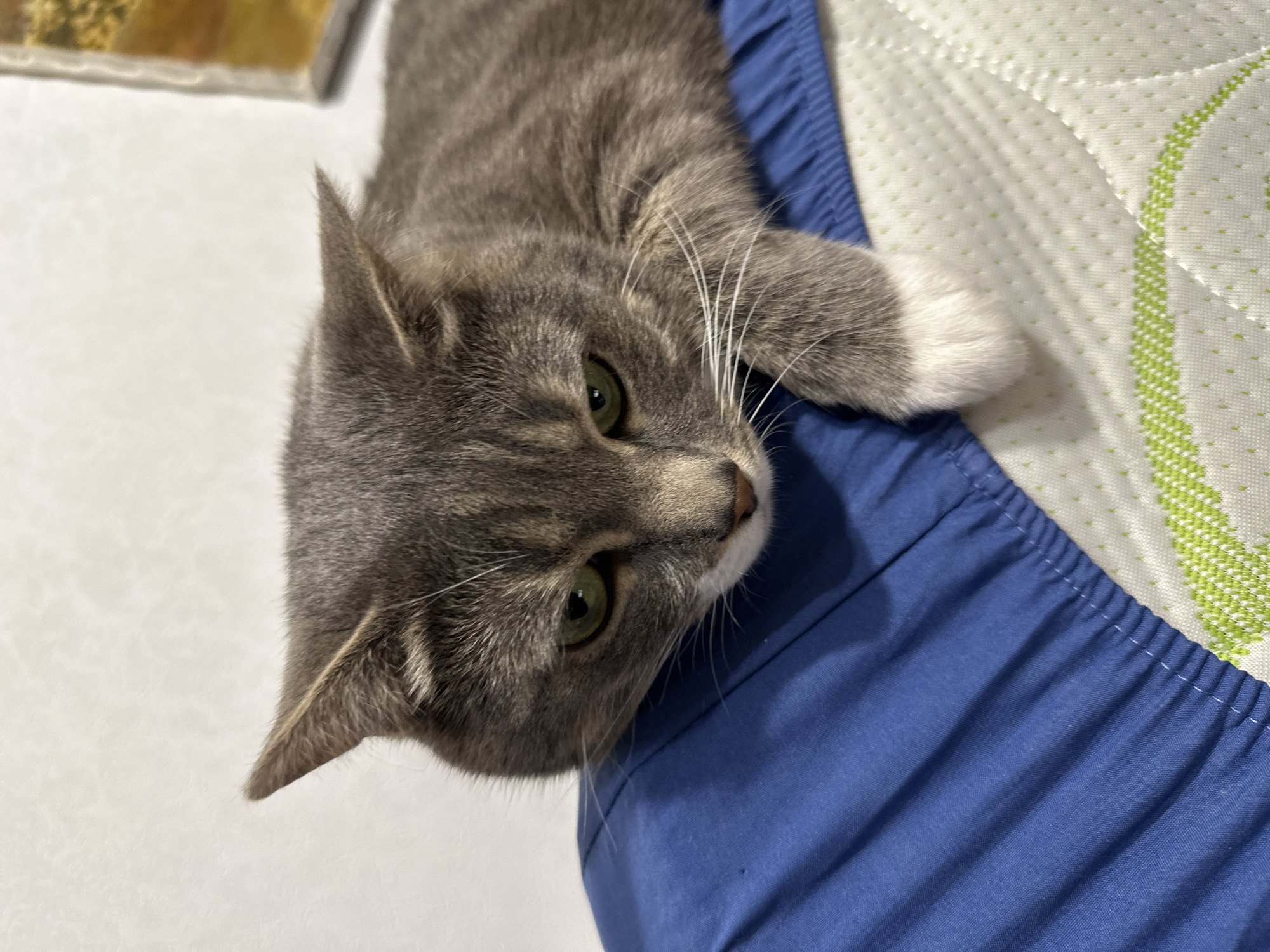 A domestic shorthair cat with grey fur and subtle tabby markings is depicted in a close-up, horizontal orientation, resting indoors. The cat's head is lowered, and its body is partially obscured by a royal blue fitted sheet or cover. Its green eyes are directed downwards, with the pupils moderately dilated. The ears are slightly flattened against its head, indicating a focused or possibly slightly annoyed state. White whiskers are prominent against the grey muzzle. The cat's left front paw, featuring white fur on its paw pad, rests on a white quilted mattress or mattress topper. This mattress has a pattern of small, light green dots forming curved lines. The blue fabric cover shows elasticized gathering along its edge where it meets the mattress. The background consists of a plain, light-colored wall. A blurry, rectangular object with yellowish-orange tones is partially visible on the far right, suggesting a framed item. The scene is located in the city of Unknown, Unknown.