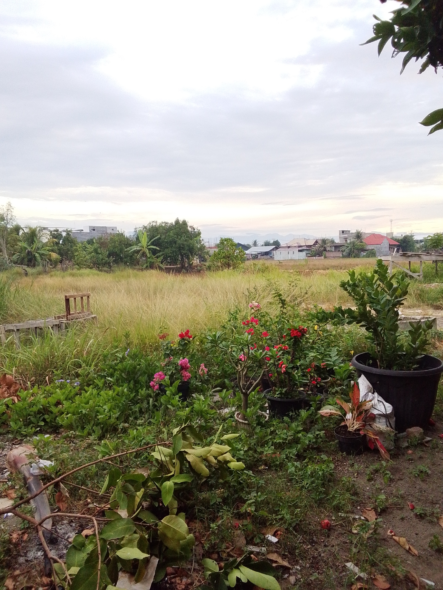 This image depicts a yard scene in Bireuen Meunasah Reuleut, Indonesia, with a focus on a garden area in the foreground and a residential area in the background under an overcast sky. The foreground is dominated by lush green foliage, several potted plants, and some fallen branches with leaves. Among the potted plants are flowering bushes with red and pink blooms. A large black plastic pot with a leafy green plant is prominent on the right side. To the left, a makeshift wooden structure, possibly a small pier or a bench, is visible amidst overgrown grass.
In the mid-ground, a field of tall, dry grass stretches towards a cluster of houses. These houses appear to be residential, with various roof colors including red, white, and blue, suggesting a typical village or suburban setting. Palm trees and other tropical vegetation are scattered throughout this area. The sky is uniformly grey and cloudy, indicating a lack of direct sunlight, possibly at dawn or dusk, or simply a cloudy day. There are no people visible in the image. The overall impression is of a somewhat unkempt but lived-in outdoor space, common in rural or semi-rural Indonesian landscapes.