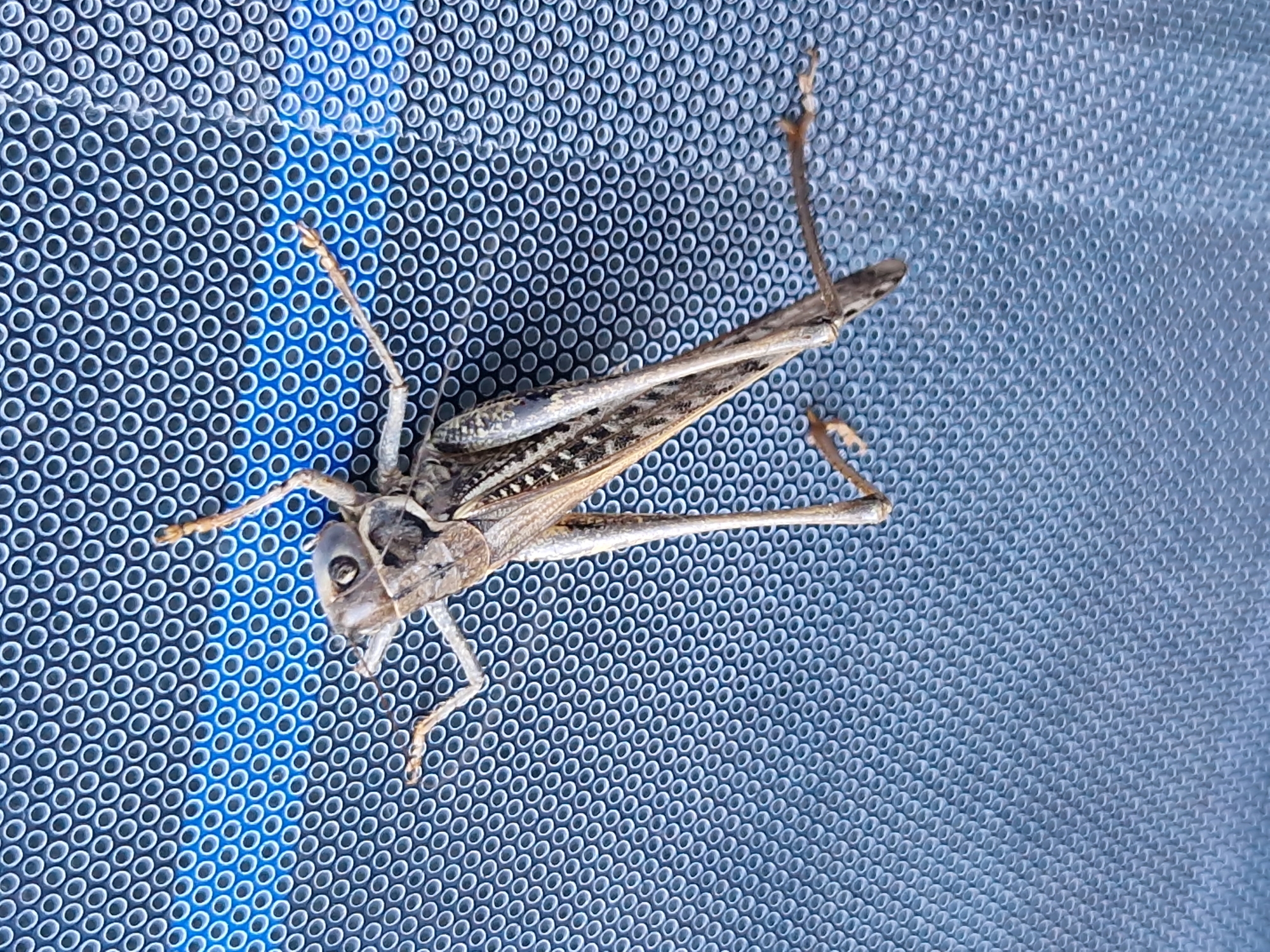 A dead grasshopper is positioned diagonally on a textured blue surface. The grasshopper is light brown and grey, with visible segmented legs and wings. The blue surface appears to be a mat with a pattern of small, raised circles. The image is well-lit, providing clear detail of the insect and its surroundings. No specific location in Sofia, Bulgaria, can be determined from the image.