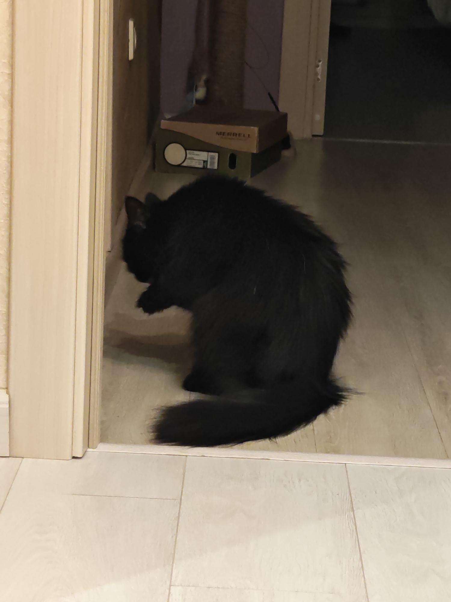 A black cat is hunched over, appearing to groom itself, near the base of a light-colored doorframe. The cat's head is lowered, and its paws are obscured by its body. Behind the cat, a brown cardboard box with "MERRELL" printed on it is visible, resting on top of another box. The floor is made of light-colored wood-look tiles. The scene suggests an indoor residential setting, potentially an entryway or hallway. There are no people present in the image. The location in the city of Bataysk, Russia, is not discernible from the visual information provided in the image.