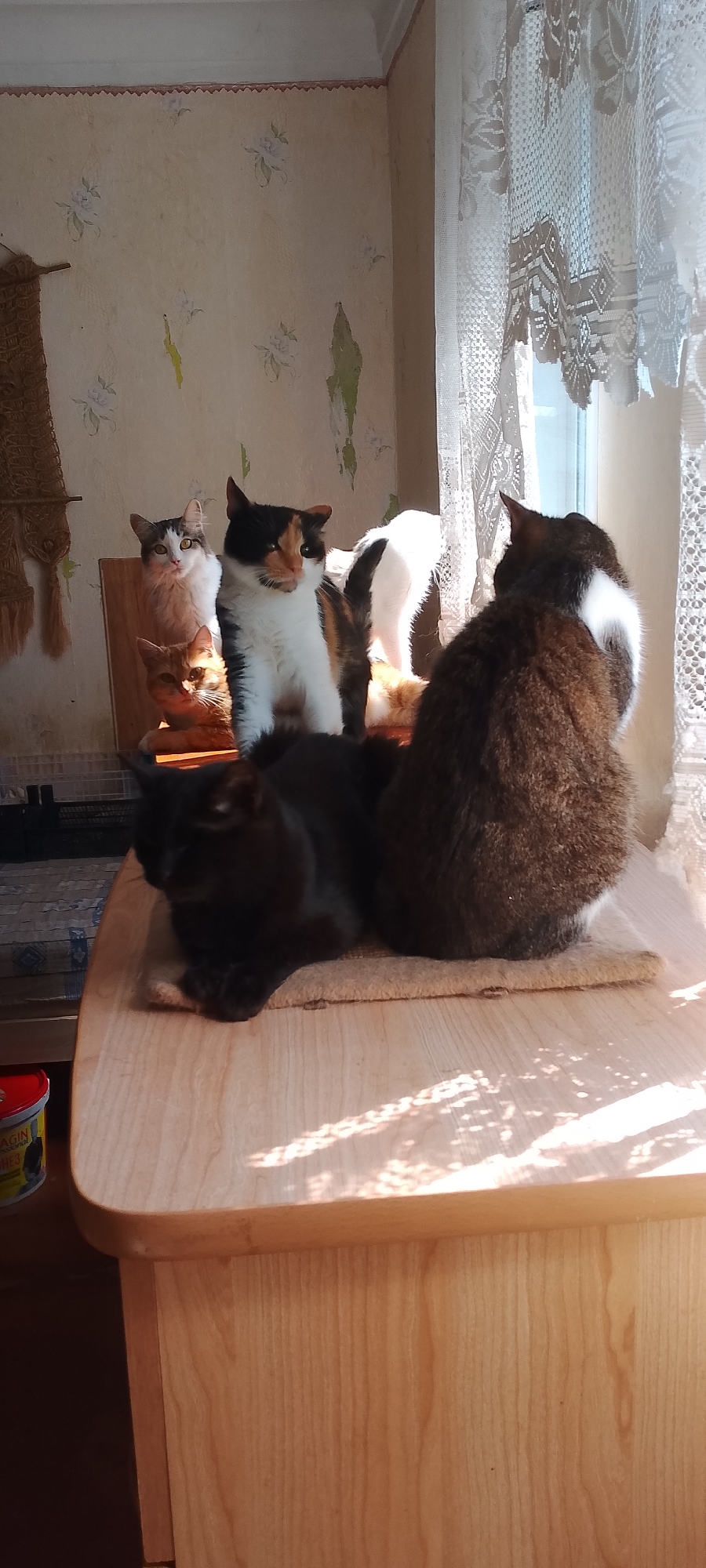 In a sunlit room, possibly in Belgorod, Russia, several cats are gathered on a wooden table. A calico cat sits centrally, facing left. To its left, an orange tabby cat is curled up, looking towards the viewer. Behind the calico cat and to its right, a white cat with black markings stands, its rear visible. A dark-colored cat, possibly black, lies in the foreground on a mat, facing left with its paws tucked. Partially visible on the far right is a brown and white cat looking away from the camera. The room features floral wallpaper, a lacy curtain obscuring a window, and sunlight casting dappled shadows on the table. A small red container is visible on the left side of the table.
