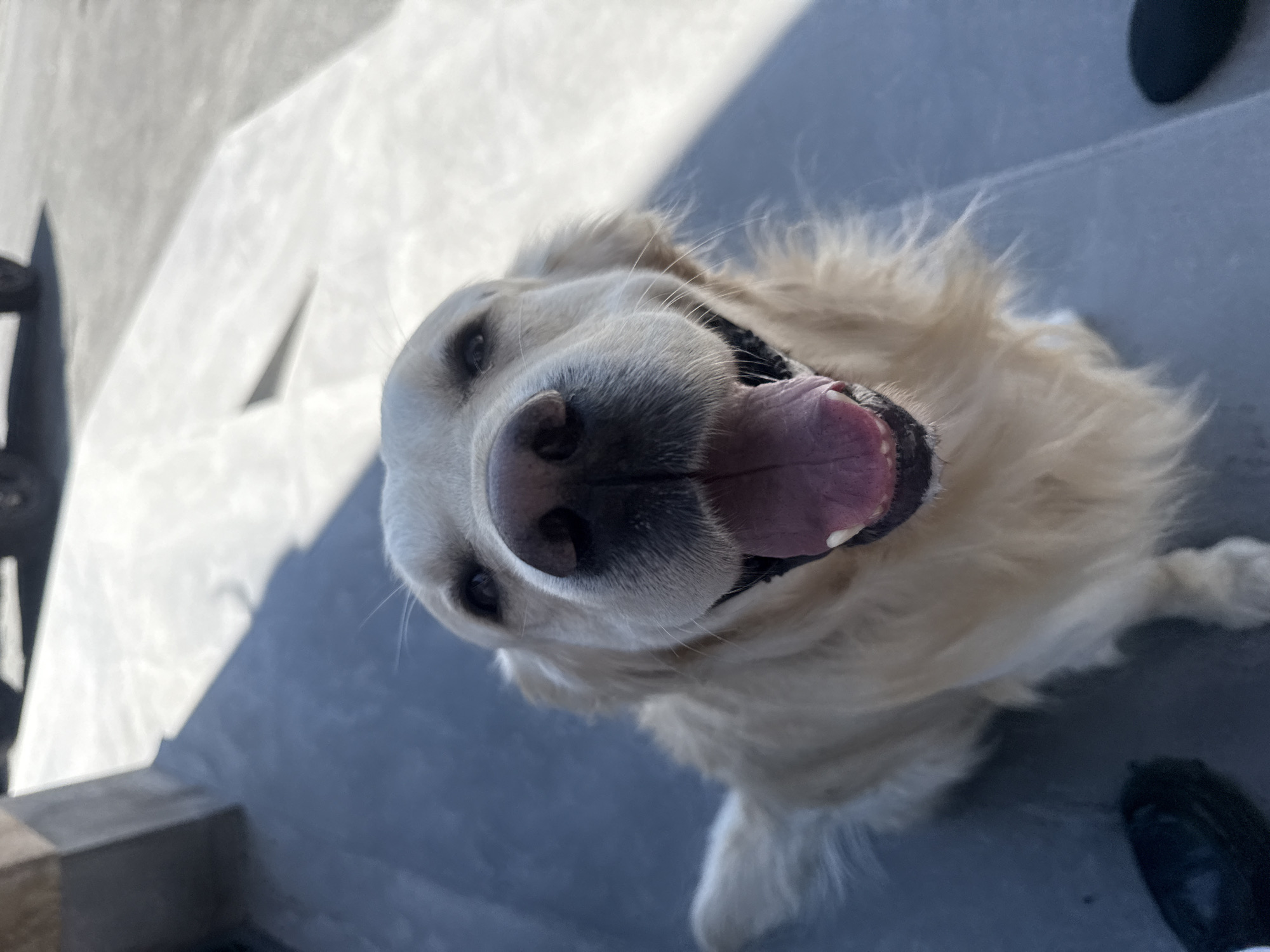 A Golden Retriever dog is the sole animal subject of this close-up, high-angle portrait. The dog, with its cream-colored fur, gazes directly upwards at the camera, its mouth wide open with its pink tongue slightly extended, conveying an expression of happiness and alertness. Its dark eyes are bright, and its wet nose is prominent in the center of the frame.
The dog is situated outdoors, likely on a light grey concrete or stone surface, possibly a step or a paved area. The environment is illuminated by strong, direct sunlight, evidenced by sharp, defined shadows cast across the background surfaces, which vary between light grey and darker shades. Part of a dark human shoe is visible in the lower right portion of the image. The geometric patterns formed by the shadows and varying surface tones contribute to the outdoor, urban feel of the scene.
The vivid shadows indicate a clear, sunny day, likely during daylight hours. The dog's posture and expression suggest it is energetic and friendly, possibly panting after some activity or simply excited to interact with the photographer. There is no visible text in the image. Given the context, the scene is set outdoors in Yerevan, Armenia.