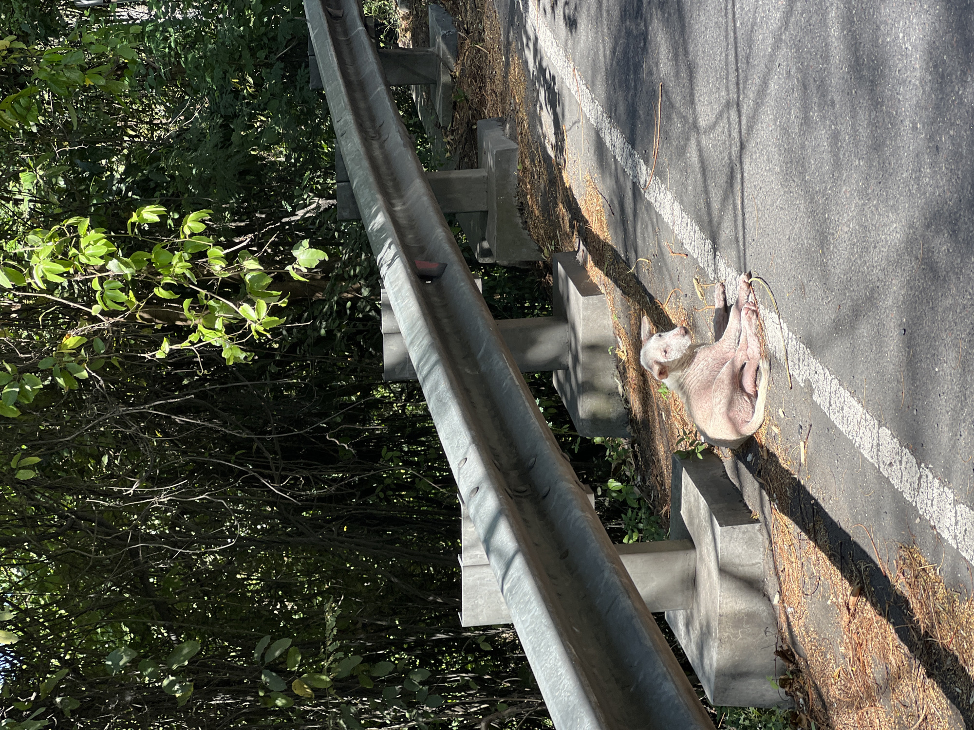 A light-skinned dog with visible skin condition is resting on the asphalt shoulder of a road. The dog is lying down with its head turned to the left. The road has a white line marking. To the left of the road is a metal guardrail supported by concrete posts, with a dense area of green foliage and vines behind it. The ground next to the road is covered with dry leaves and debris. The scene is outdoors, under bright sunlight, casting shadows from the foliage and guardrail. The location is specified as Karangasem, Indonesia.