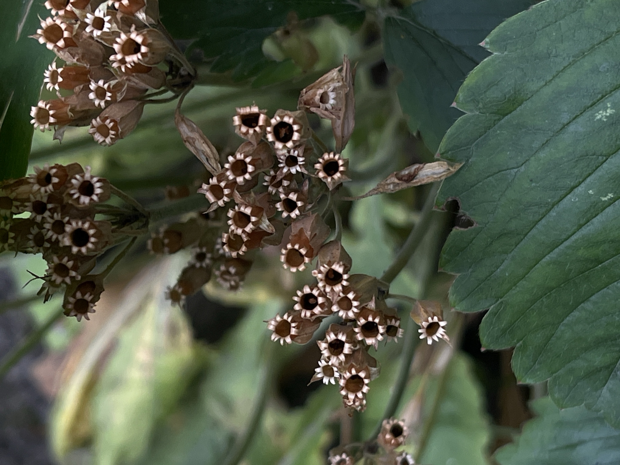 A close-up shot showcases a cluster of small, dried, star-shaped flowers with dark centers. The flowers are brown and white, with delicate petals radiating outwards. They are attached to thin stems, which are interspersed with dried plant matter and a few green leaves. The background is softly blurred, with shades of green and brown, suggesting a natural outdoor setting. The lighting appears natural, possibly daylight, as there are no harsh shadows. The scene is static, with no discernible activity taking place. The image's composition draws the viewer's attention to the intricate details of the dried flowers. The location context is Lviv, Ukraine. There is no visible text in the image.