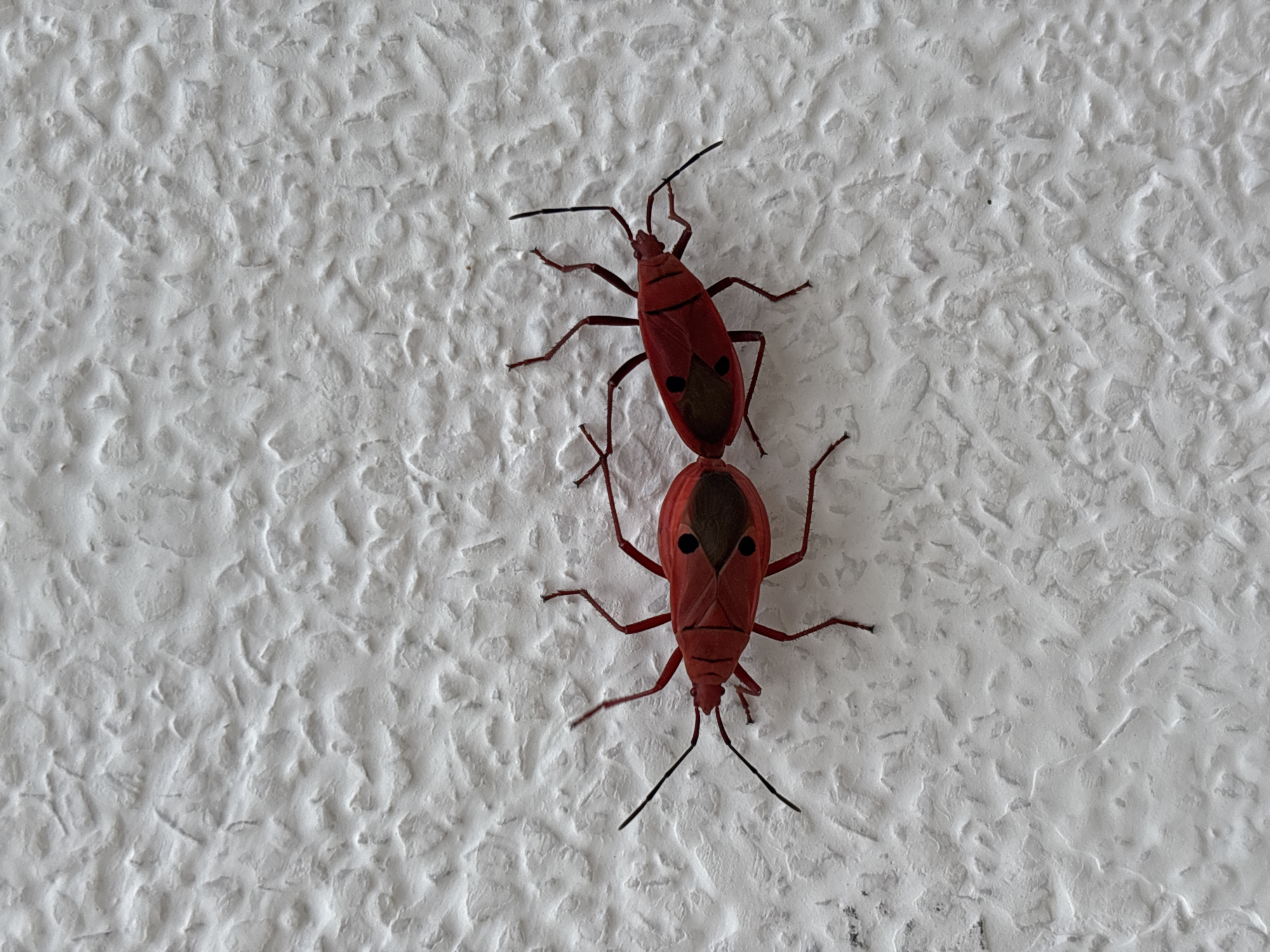 Two red-and-black bugs are positioned horizontally on a textured white surface. The bugs are aligned end-to-end, with their bodies touching or nearly touching. Each bug has six legs, prominent antennae, and a distinctive shield-like shape with red coloration and a dark, triangular marking on its back. The white surface appears to be a wall, exhibiting a rough, uneven texture. The lighting is even, and there are no visible shadows that would indicate a specific time of day. The location is not specified in the image.