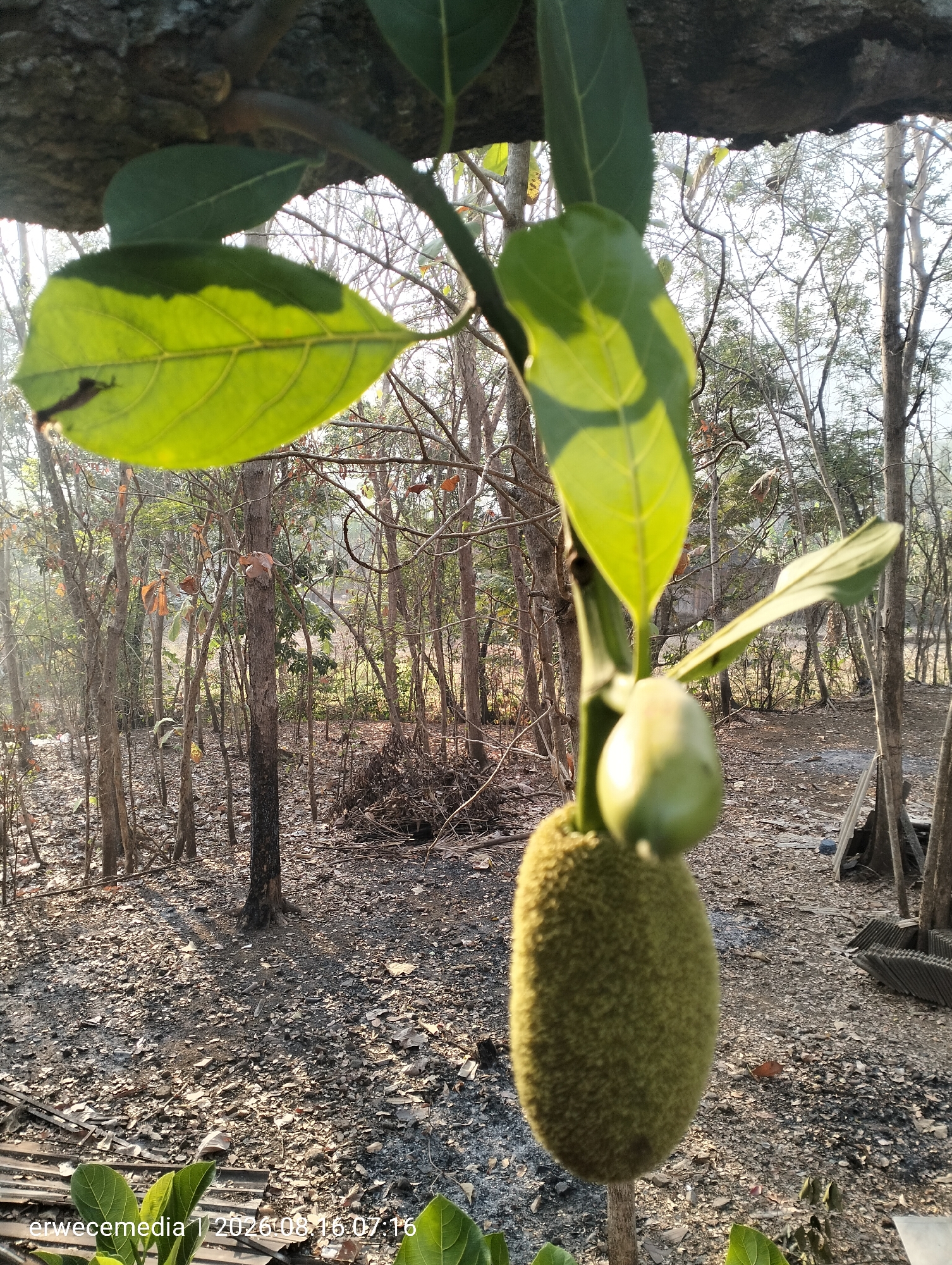 This is a close-up, eye-level shot of a young, green jackfruit hanging from a tree branch, with another smaller, unripe jackfruit above it. The jackfruit is textured with small, soft spikes. Several large, vibrant green leaves are visible, some catching the sunlight and appearing translucent. The background depicts a dry, wooded area with thin tree trunks and a ground covered in fallen leaves and debris. The lighting suggests it is daytime, with sunlight casting shadows. The lower left corner of the image contains a watermark with the text "erwecemedia 1 2026 08 16 07:16". The scene is outdoors and appears to be in a rural or semi-rural setting.