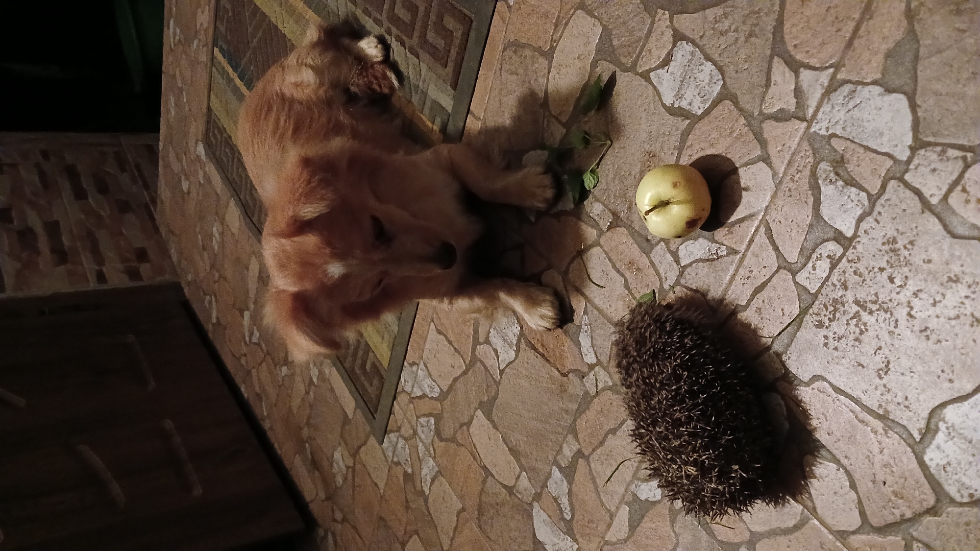 A medium-sized, fluffy, light brown dog with white markings on its face lies on a tiled floor. In front of the dog, to its left, is a hedgehog curled into a ball. To the right of the hedgehog and slightly in front of the dog is a pale yellow apple. Some green leaves are scattered on the floor near the apple and hedgehog. The floor is made of irregularly shaped, light-colored tiles with darker grout lines. In the background, a dark wooden cabinet or door is visible, and a patterned rug is partially under the dog. The scene appears to be indoors, possibly a hallway or entryway. The image does not provide any specific information to place the scene in the city of Monastyryska, Ukraine.