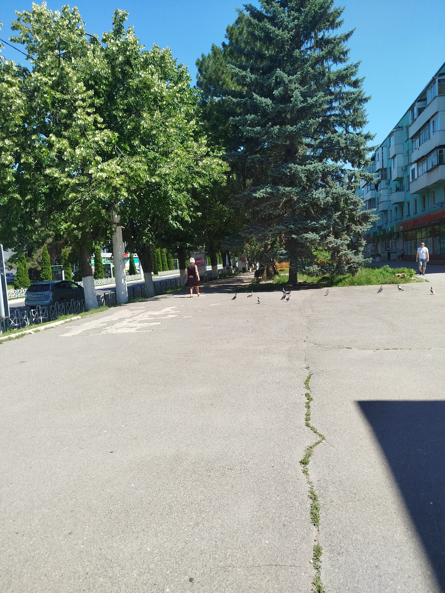 An outdoor, eye-level, full shot captures a sunlit, asphalt pedestrian walkway in an urban environment. To the left, a dark-colored car is parked along the curb, behind a decorative black metal fence. Adjacent to the walkway, a line of trees with white-painted trunks creates a shaded area. Further left, a mature evergreen tree stands tall, its branches reaching upwards. On the right side of the walkway, a multi-story building with a pale blue facade and numerous windows lines the street. Pigeons are scattered across the walkway, some walking and others standing. In the background, a person in a dark dress walks away from the camera on the left side of the walkway, while another person wearing a white shirt and shorts walks towards the camera on the right side of the walkway. The sky is clear and blue.