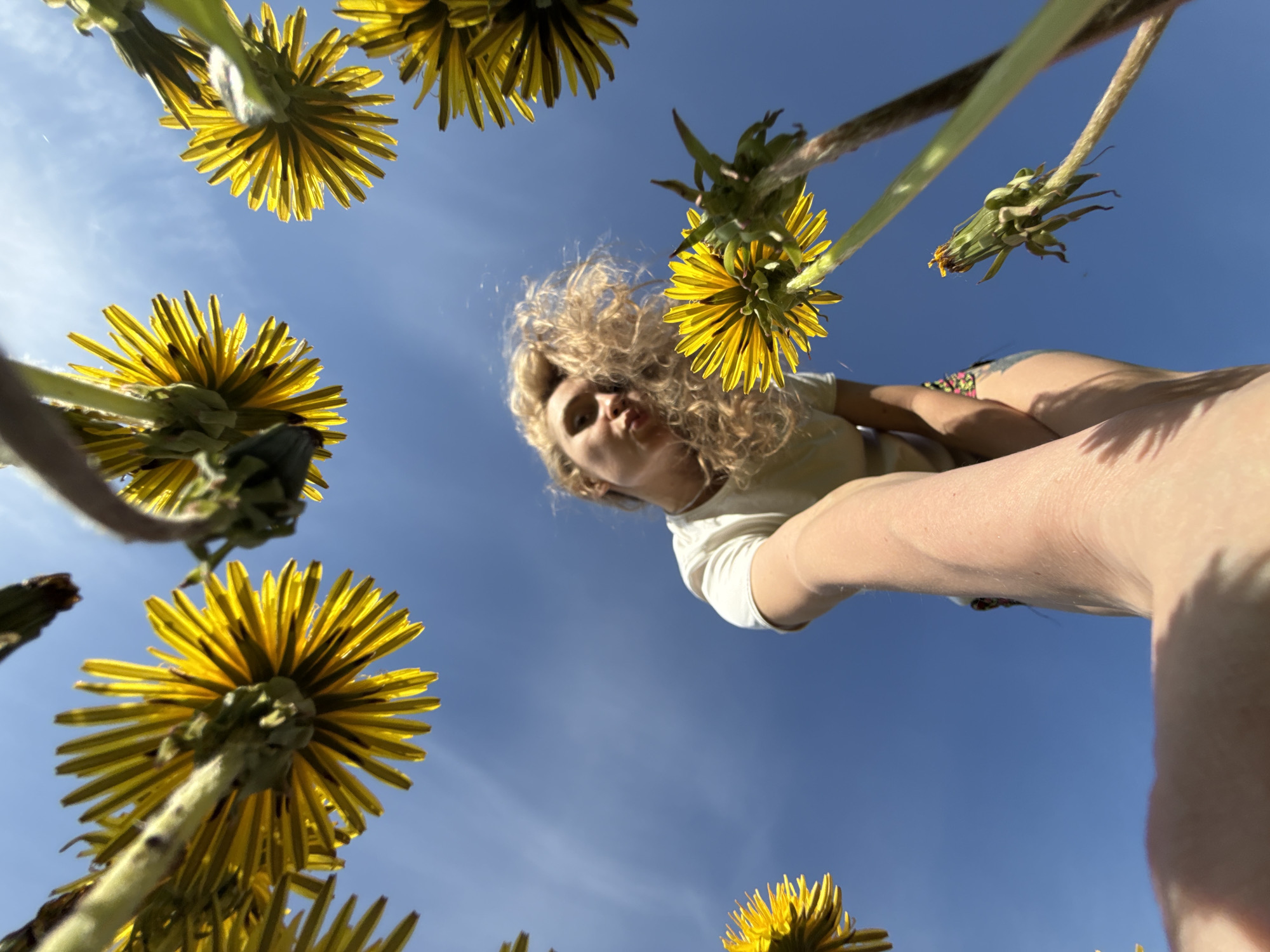 A low-angle, upward-facing photograph captures a person surrounded by dandelions against a blue sky. The individual, appearing to be a young woman with blonde curly hair, is positioned at the center-top of the frame, seemingly taking a selfie. The person wears a light-colored t-shirt. Numerous yellow dandelions with green stems are scattered around the perimeter of the image, some in sharp focus and others slightly blurred due to the depth of field. The background is a clear blue sky, lightly streaked with wispy clouds. The photograph’s perspective suggests the camera is placed near the ground, looking up. The precise location within the city of Nizhnyaya Chermoda, Russia, cannot be determined from the image.