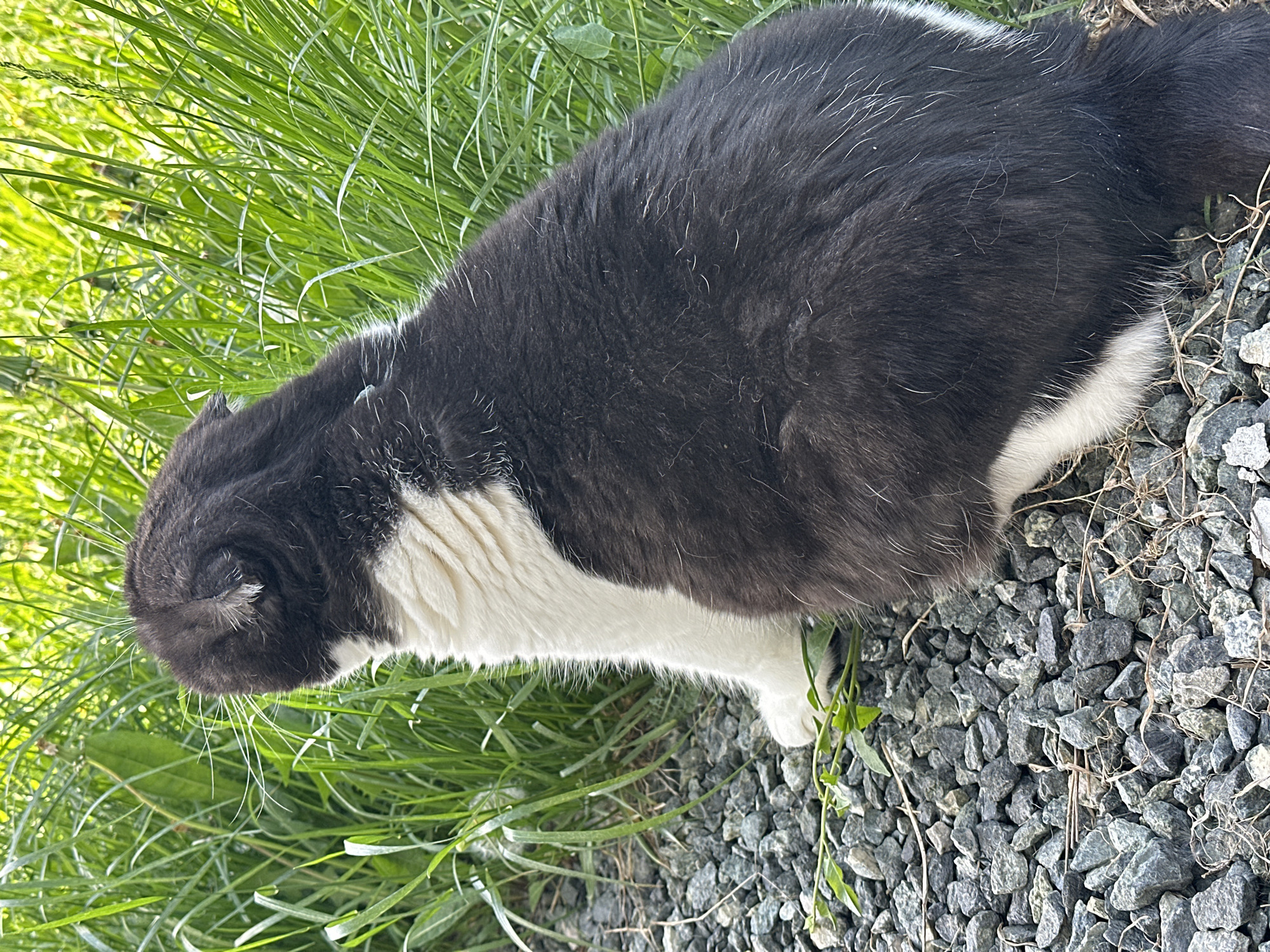 A black and white cat is lying on gravel and grass. The cat's head is near the grass, while its body extends towards the gravel. The environment appears to be outdoors. The location is not discernible from the image.